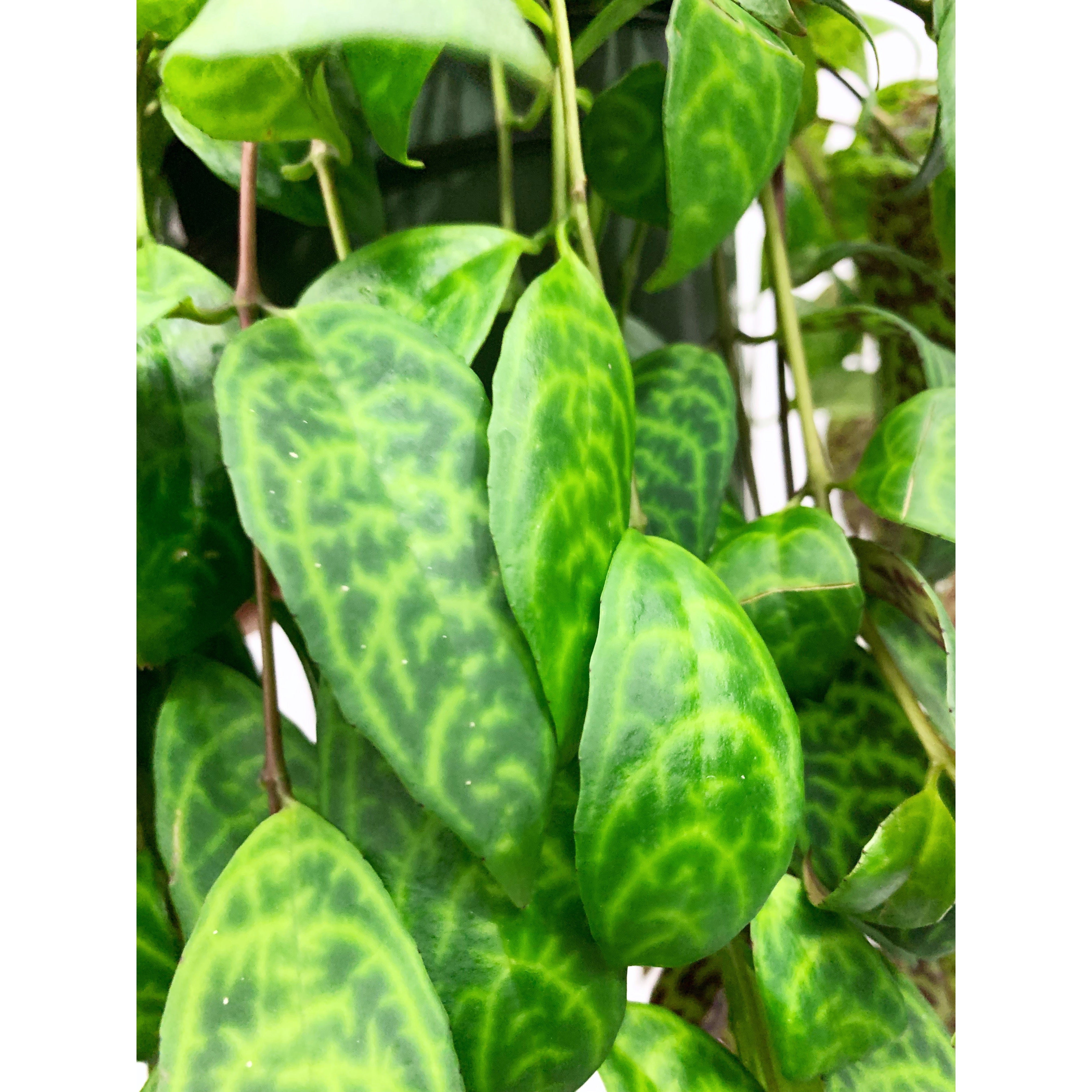 Black Pagoda - Las Selvas