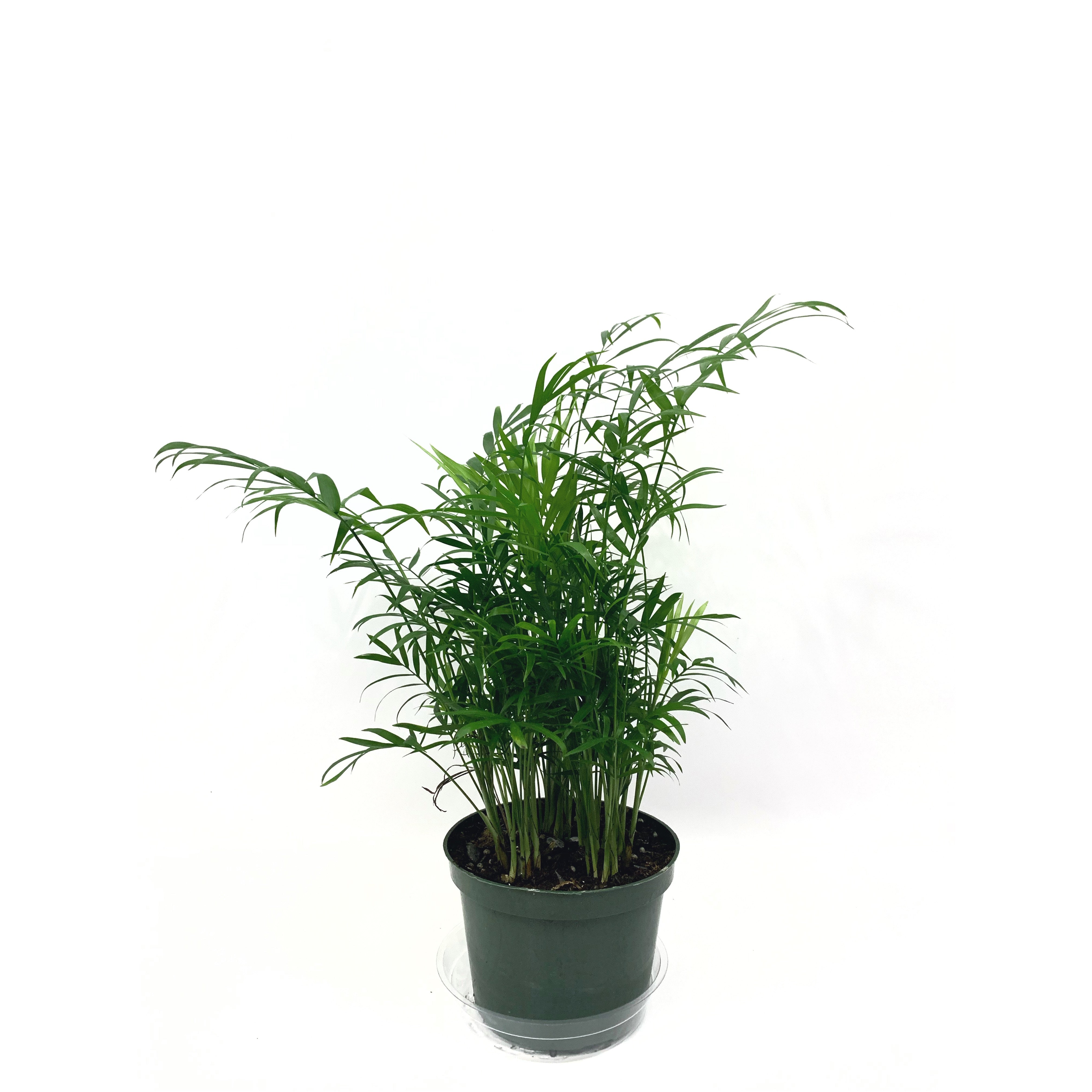 Parlor Palm - Las Selvas