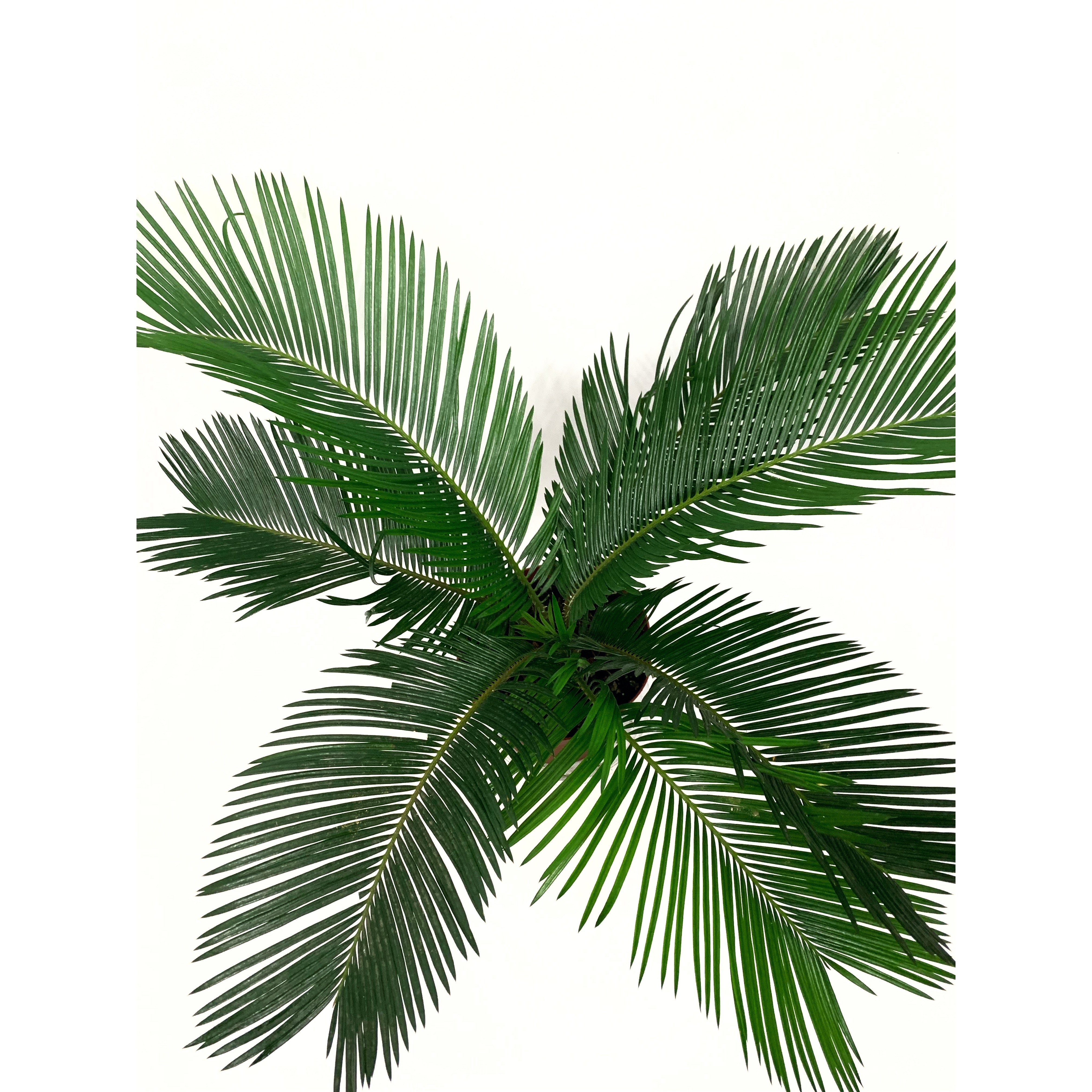 Sago Palm - Las Selvas