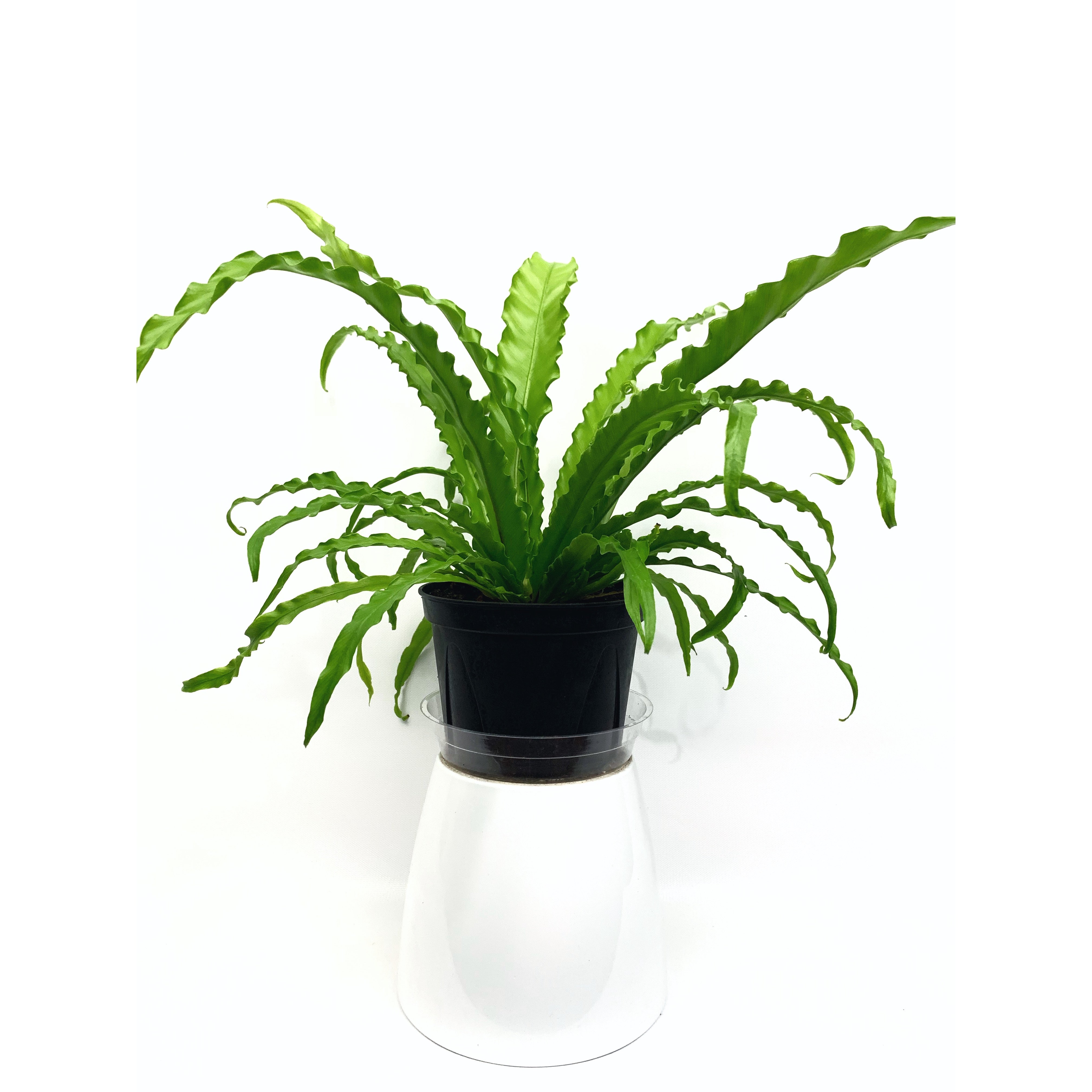 Victoria Bird's Nest - Las Selvas