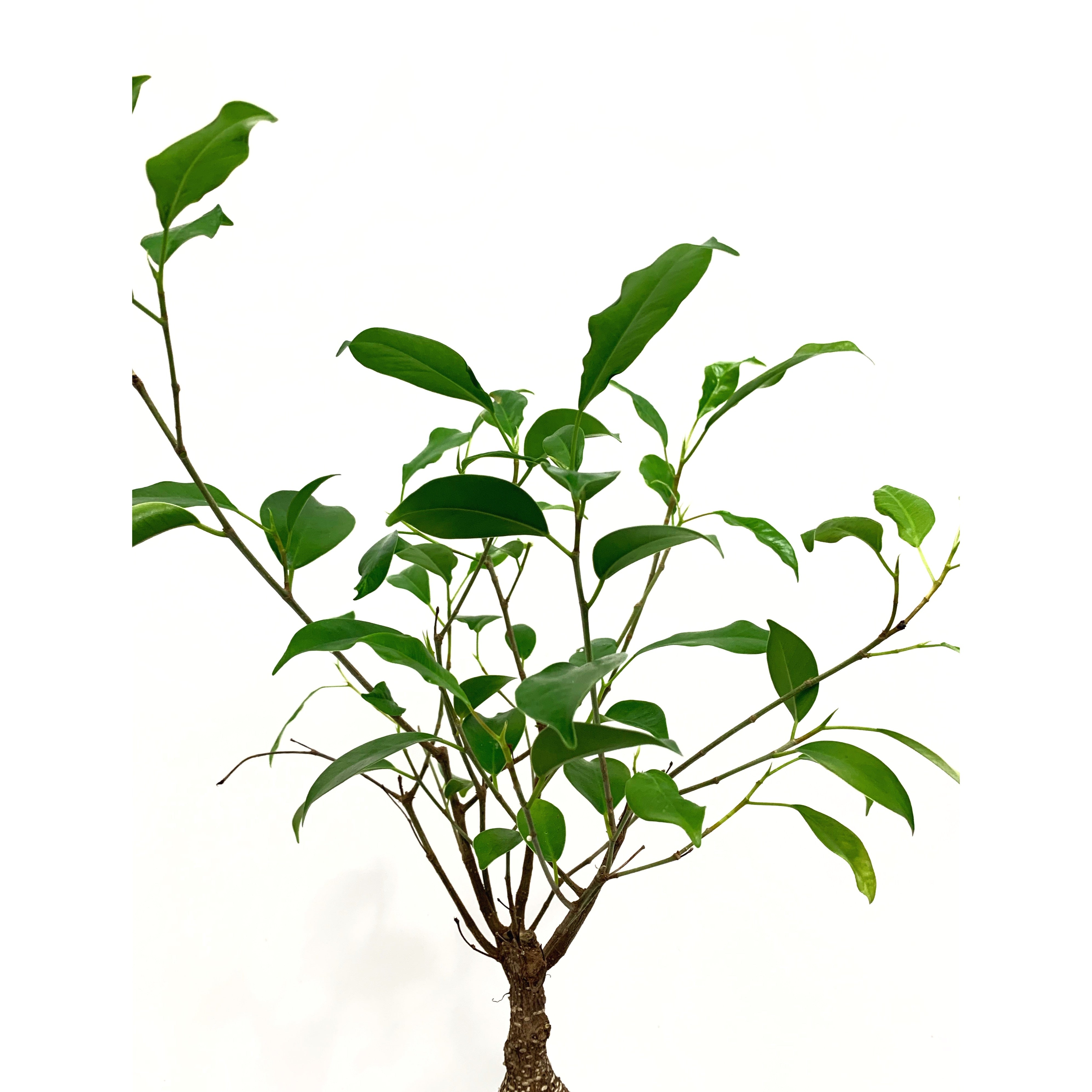 Ginseng - Las Selvas