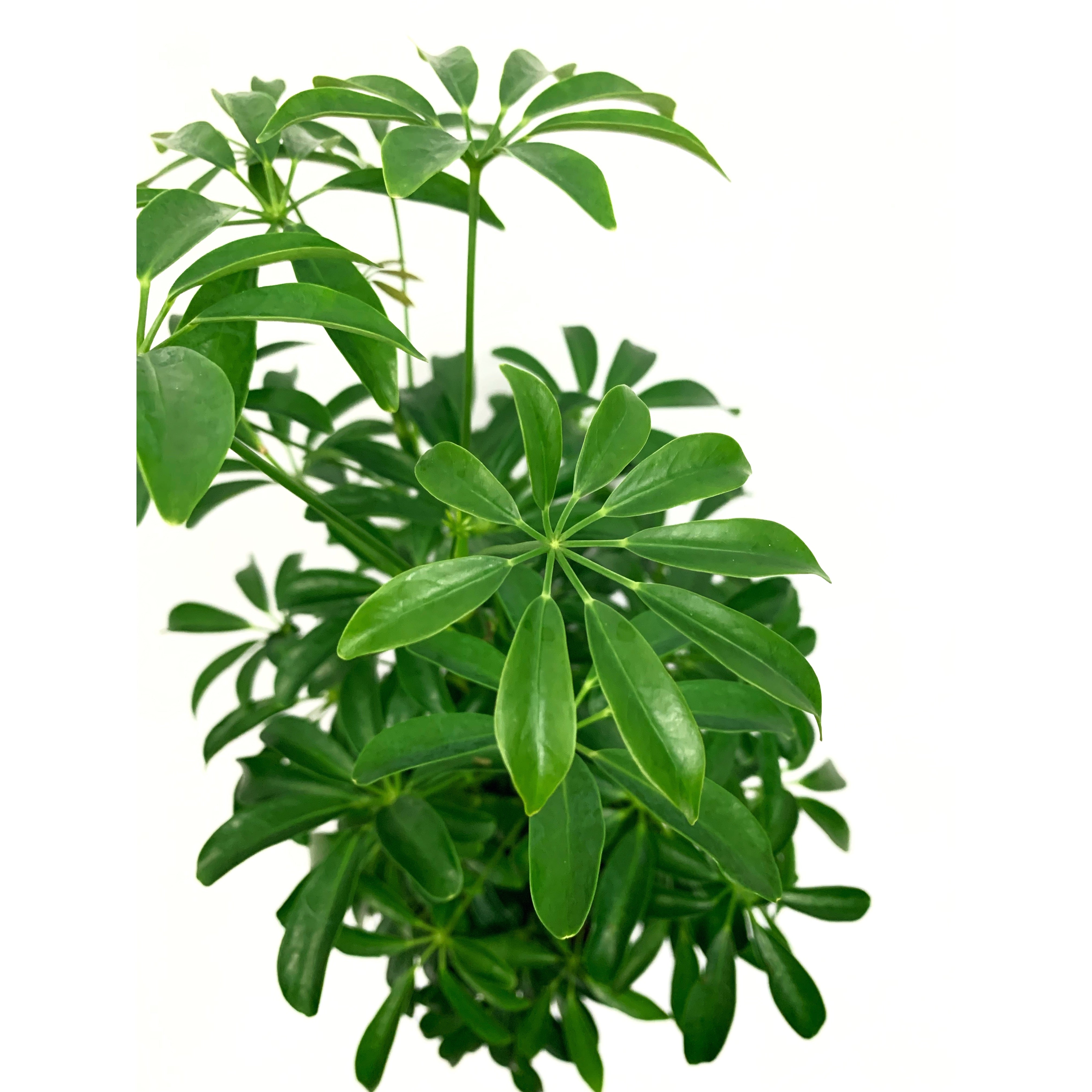 Dwarf Umbrella - Las Selvas