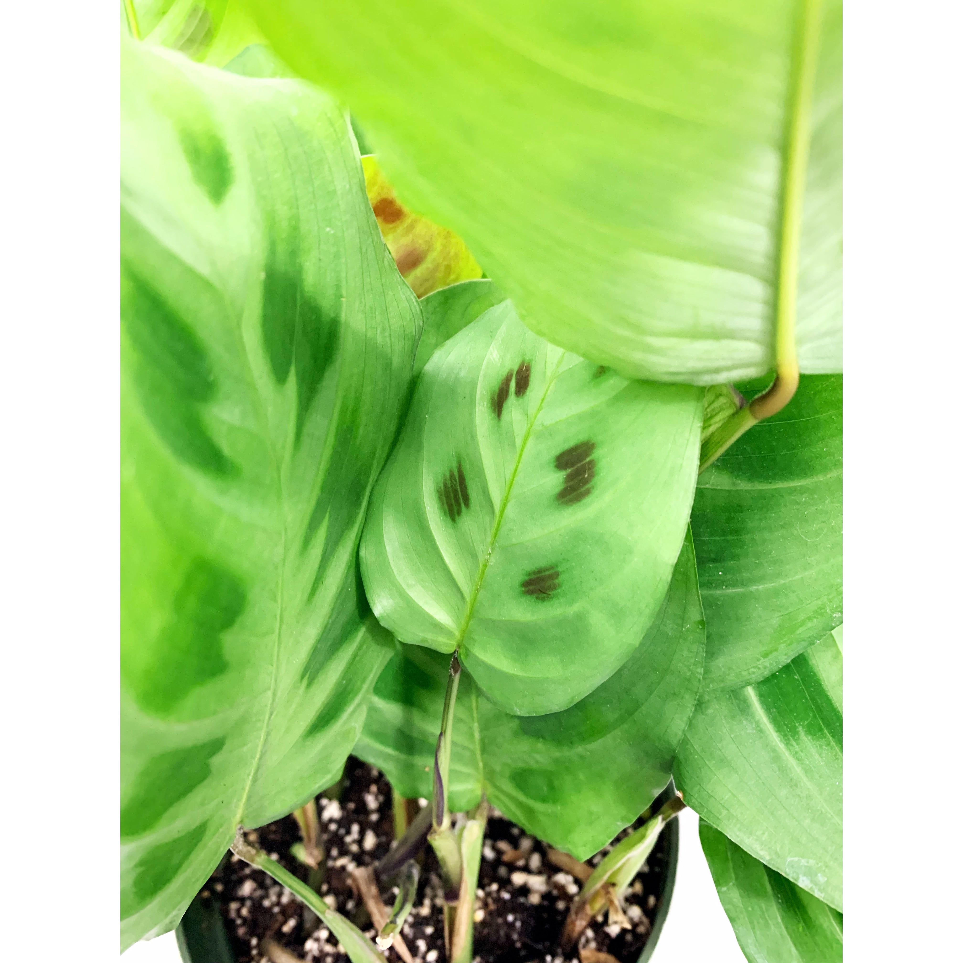 Green Prayer - Las Selvas