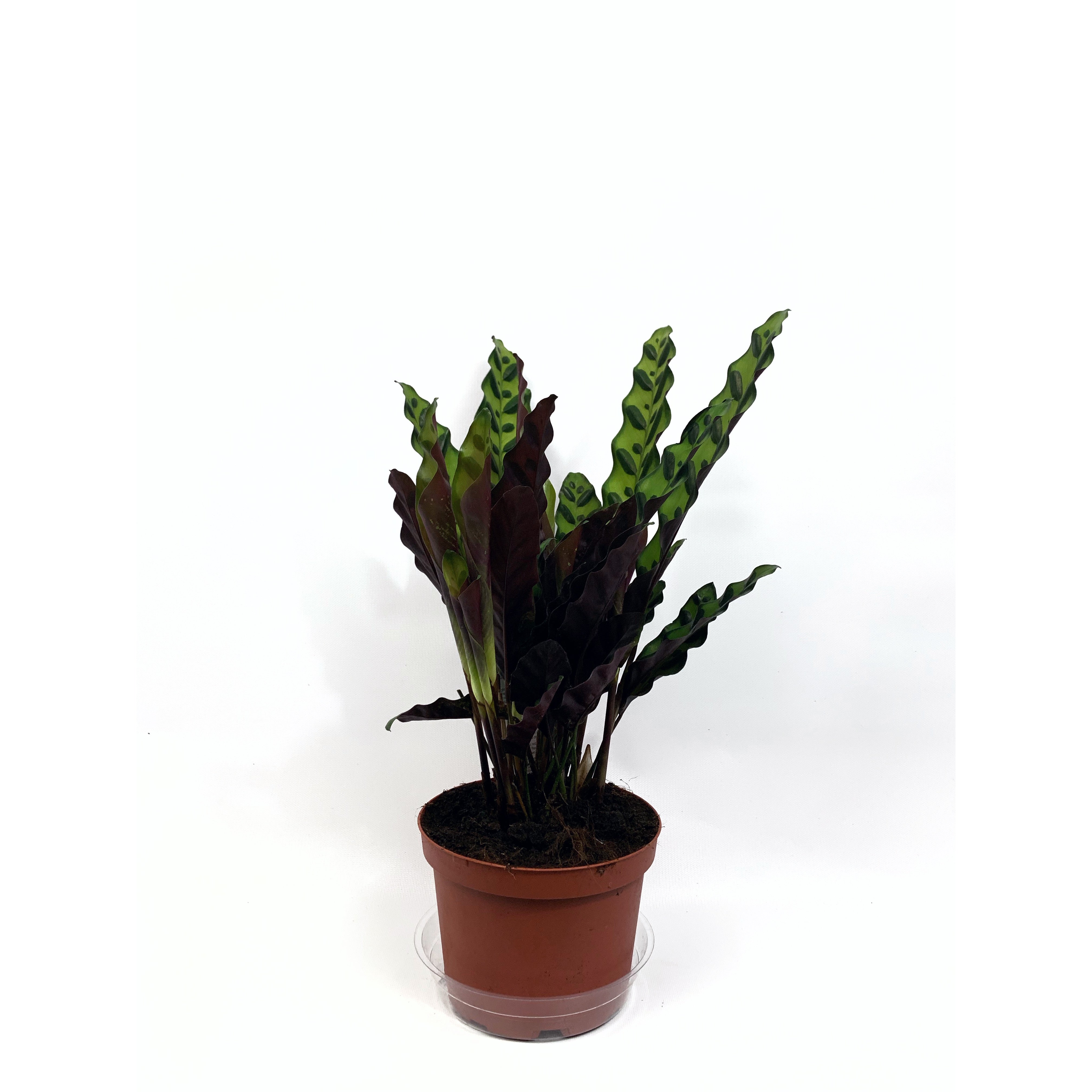 Calathea Rattlesnake - Las Selvas