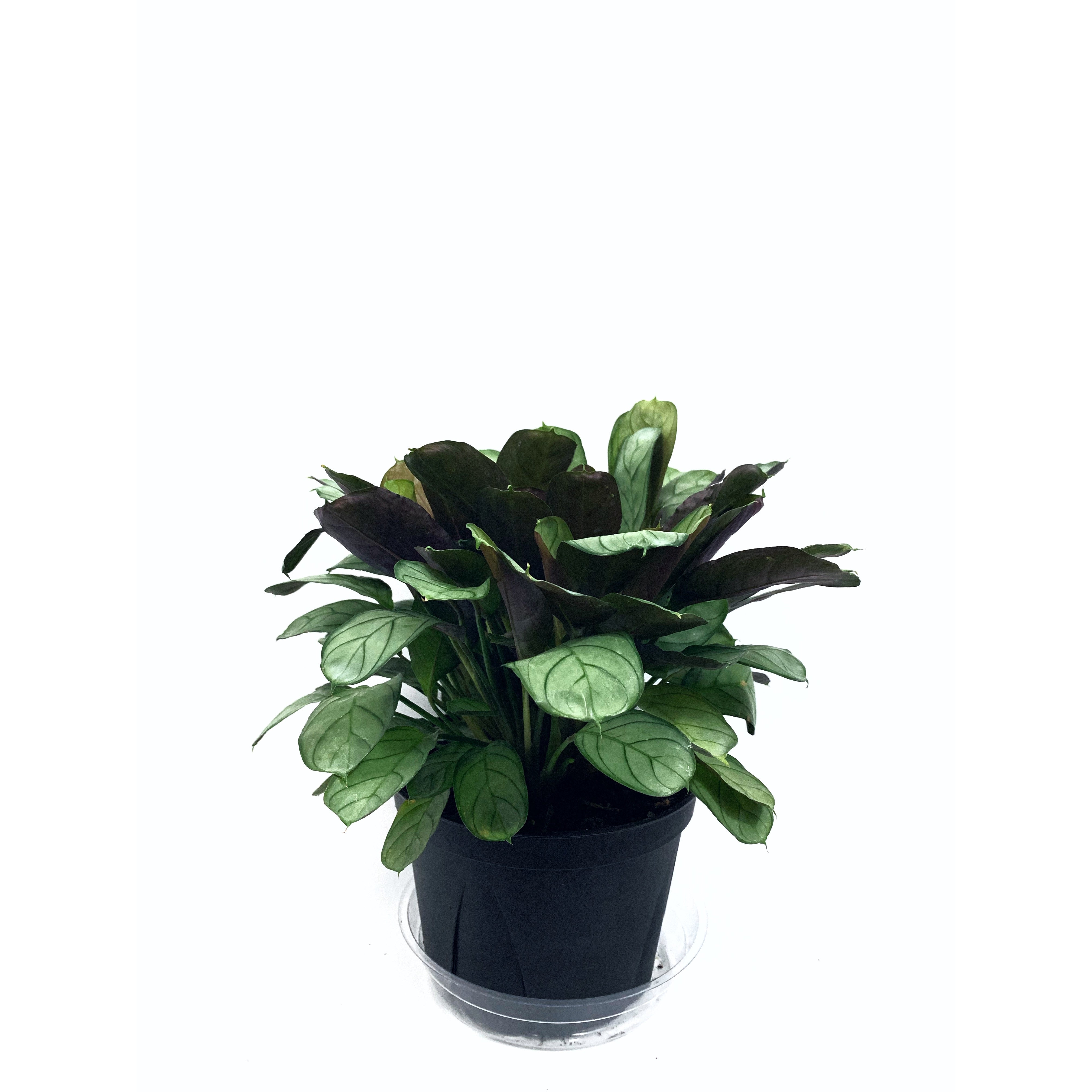 Ctenanthe Amagris - Las Selvas