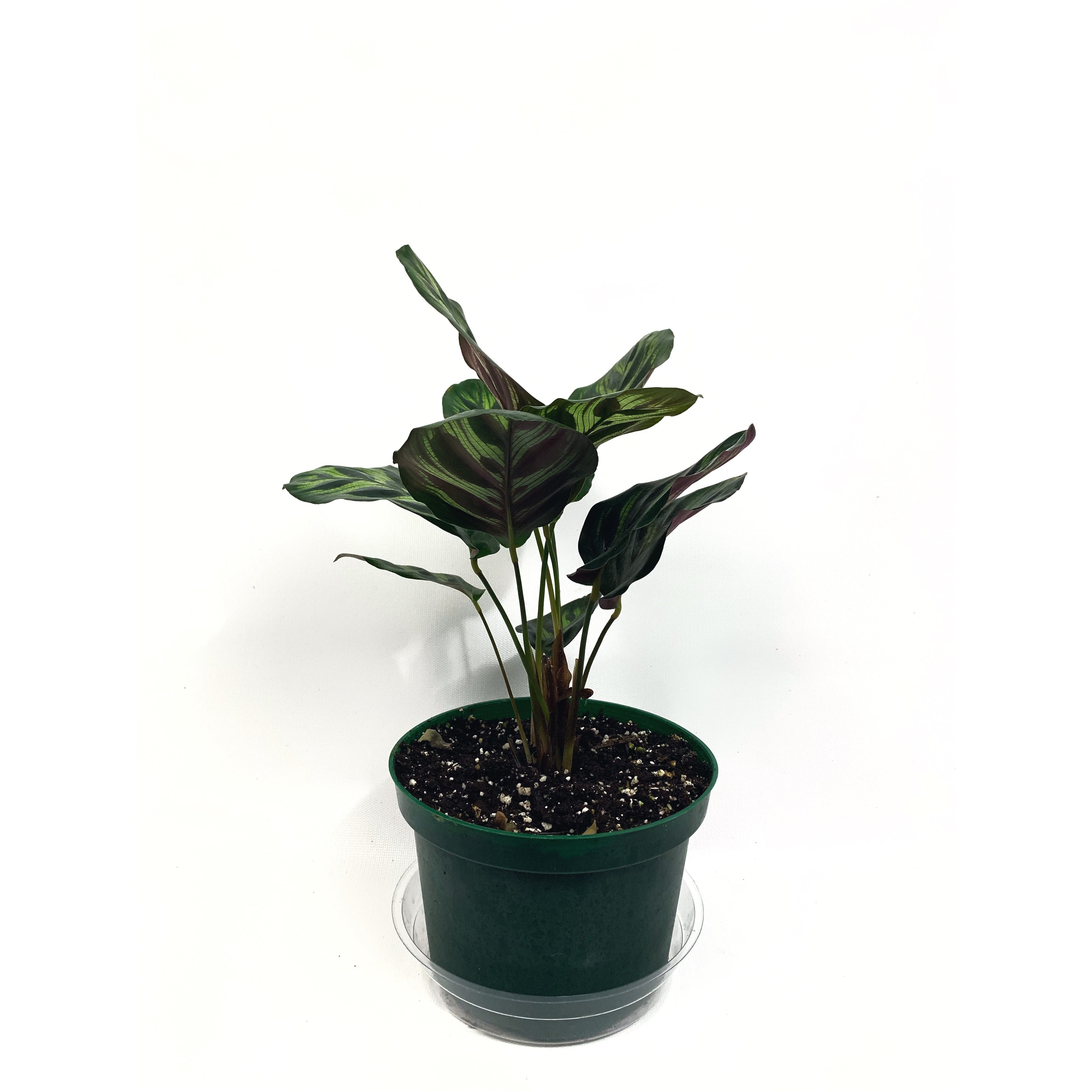 Calathea Peacock - Las Selvas