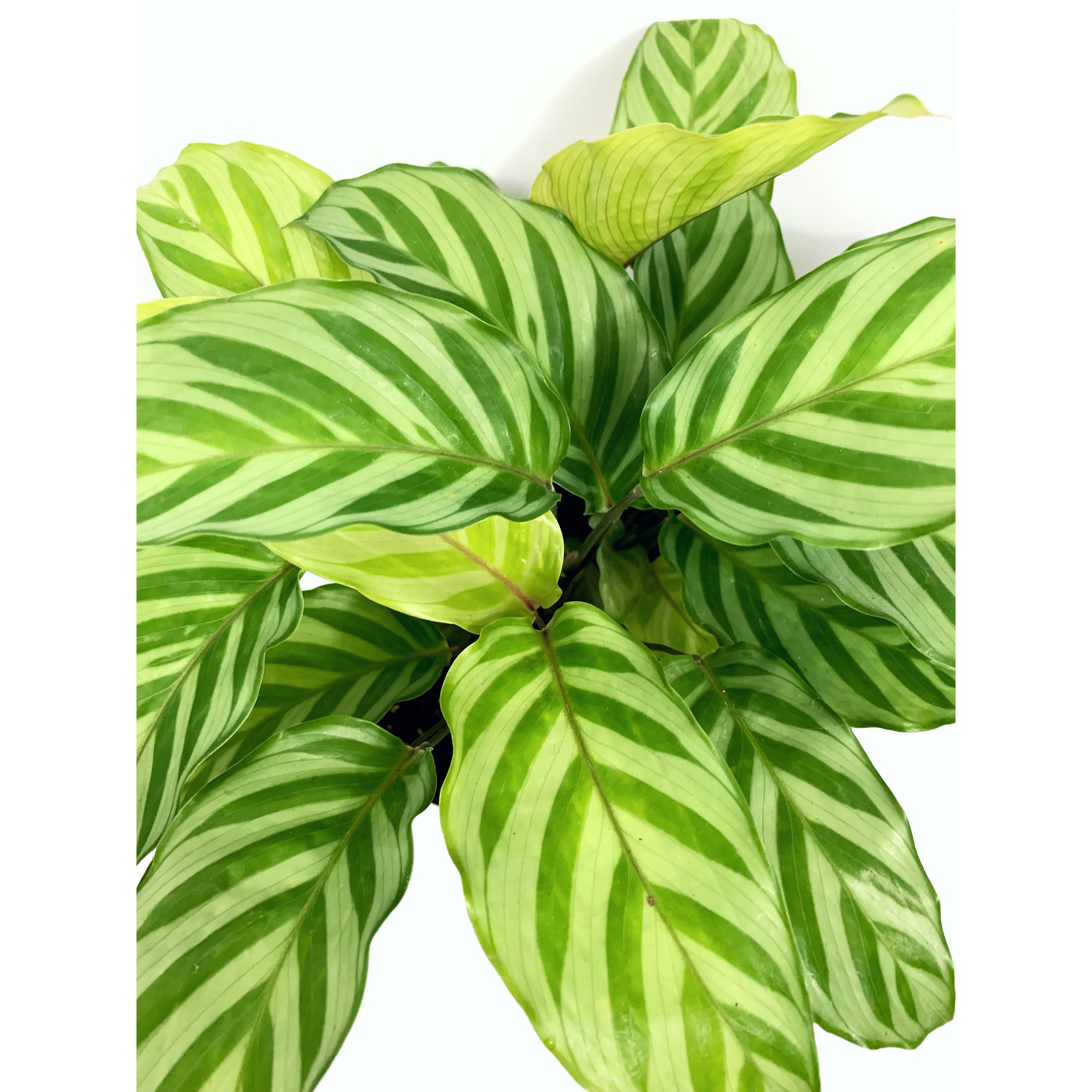 Calathea Freddie - Las Selvas
