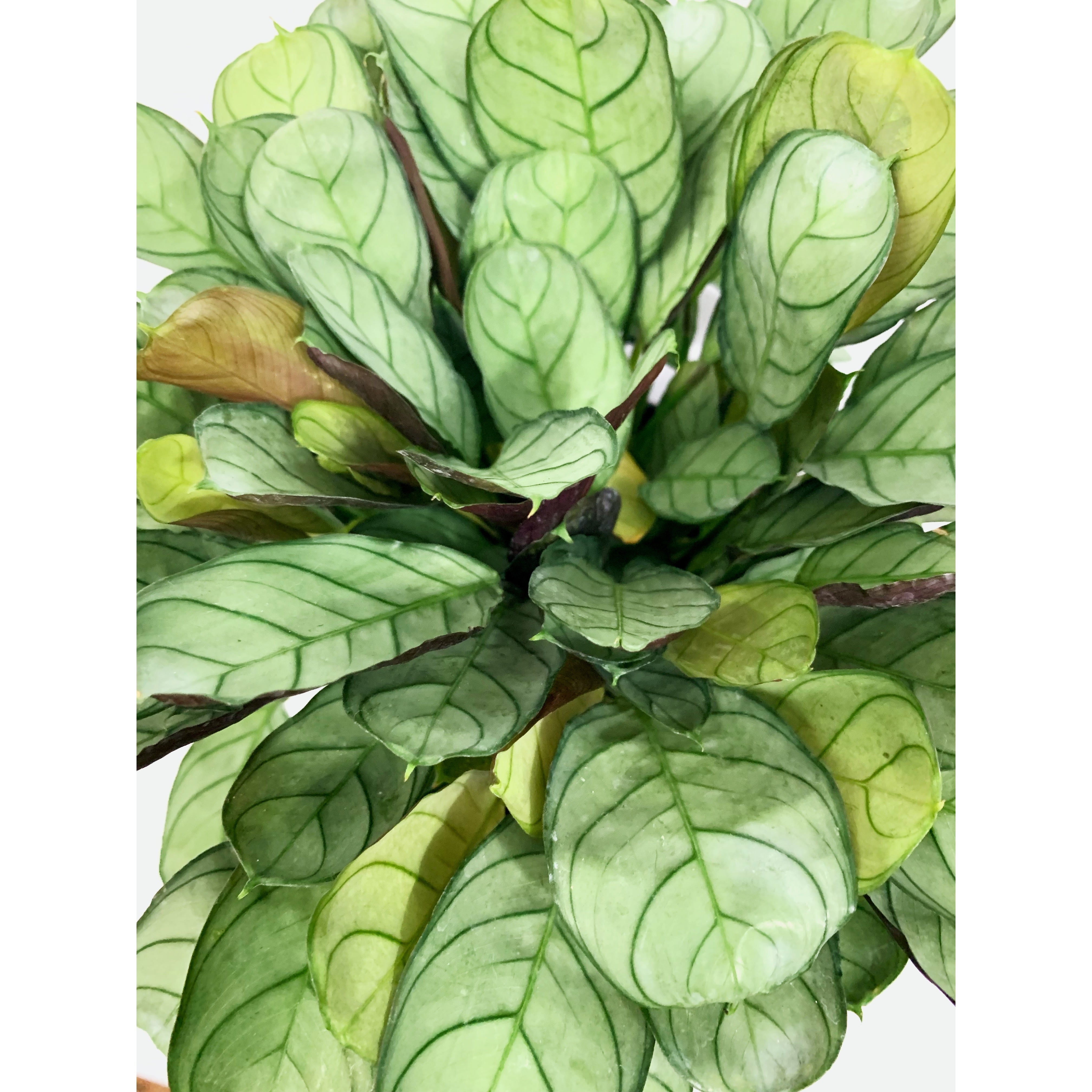 Ctenanthe Amagris - Las Selvas