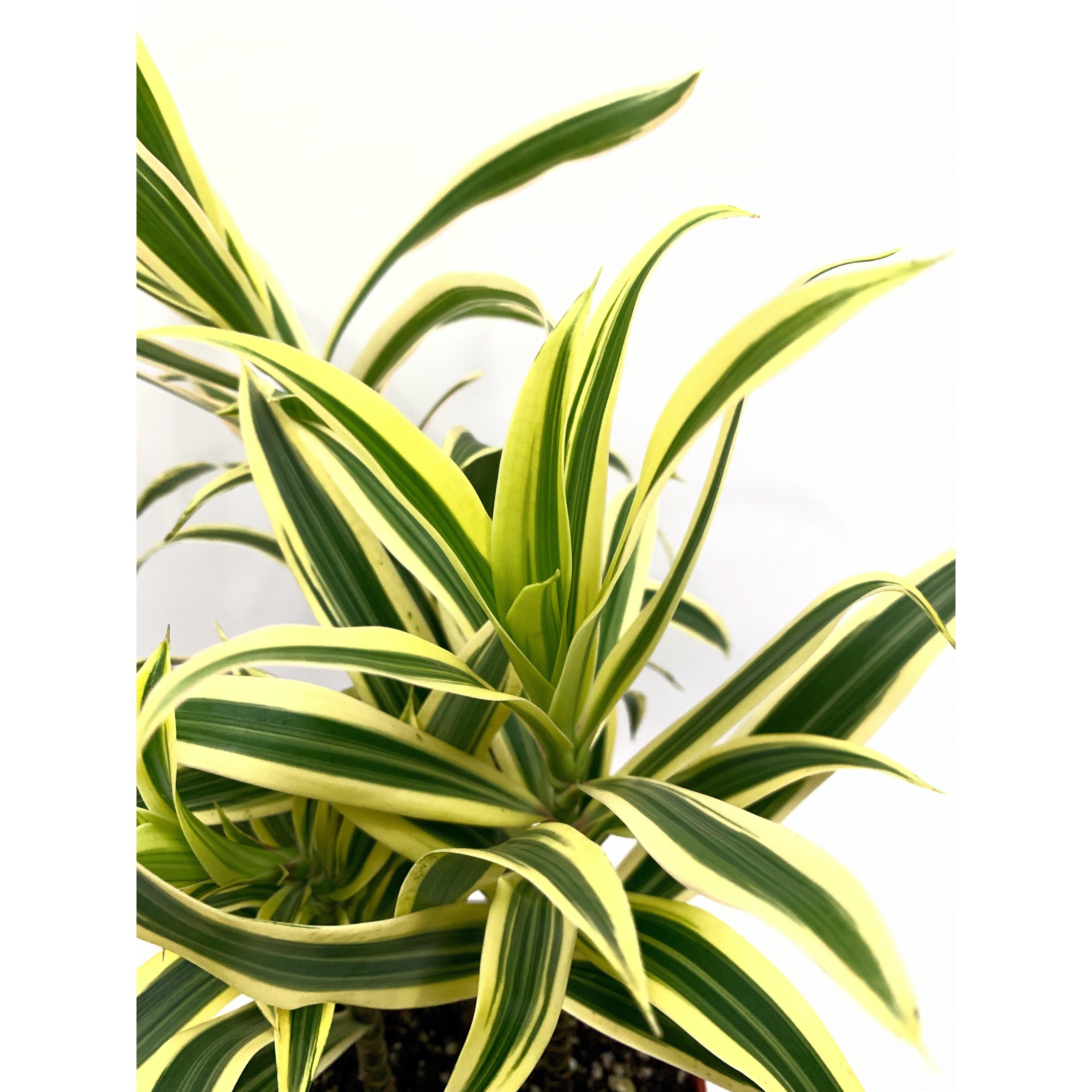 Song Of India - Las Selvas