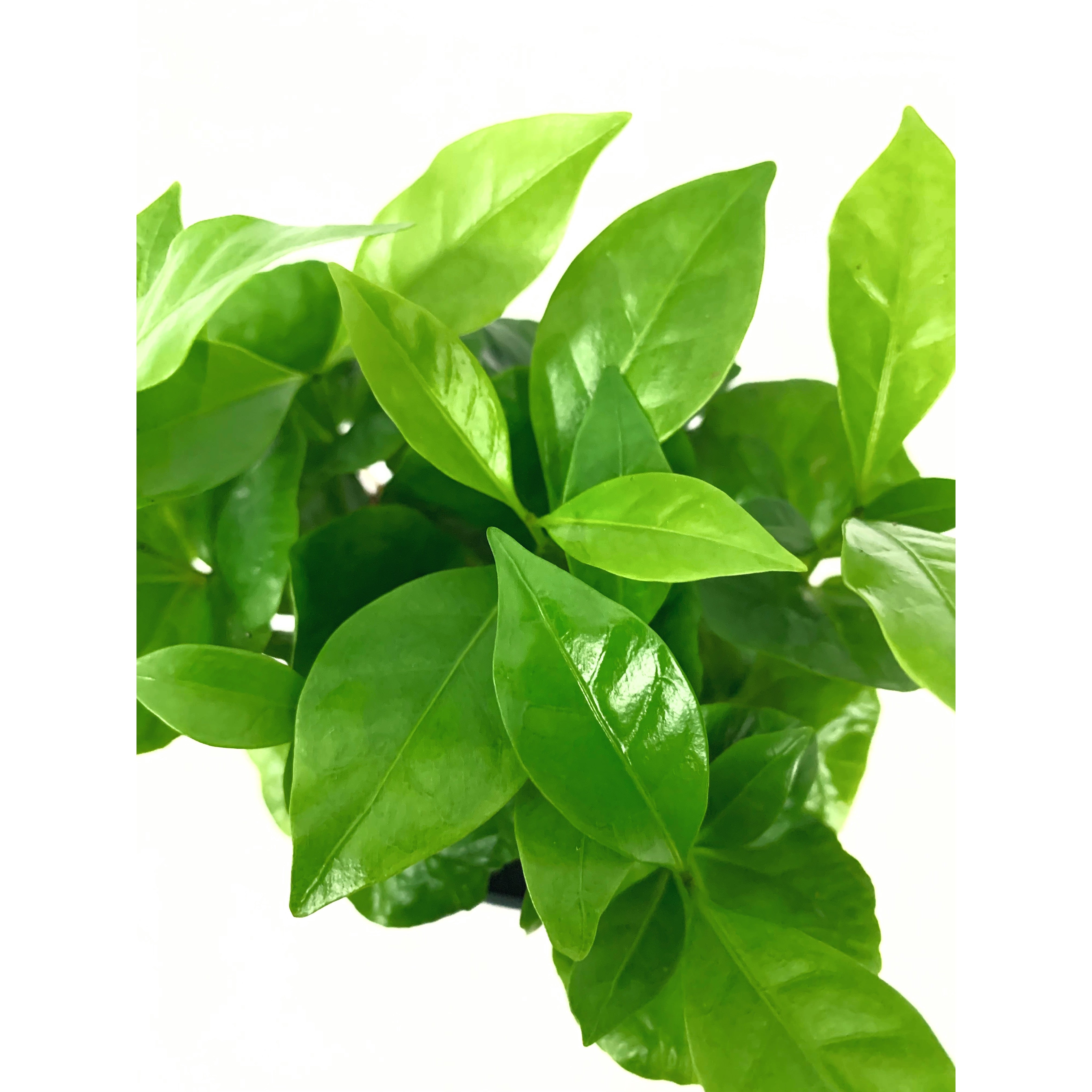 Coffee Plant - Las Selvas