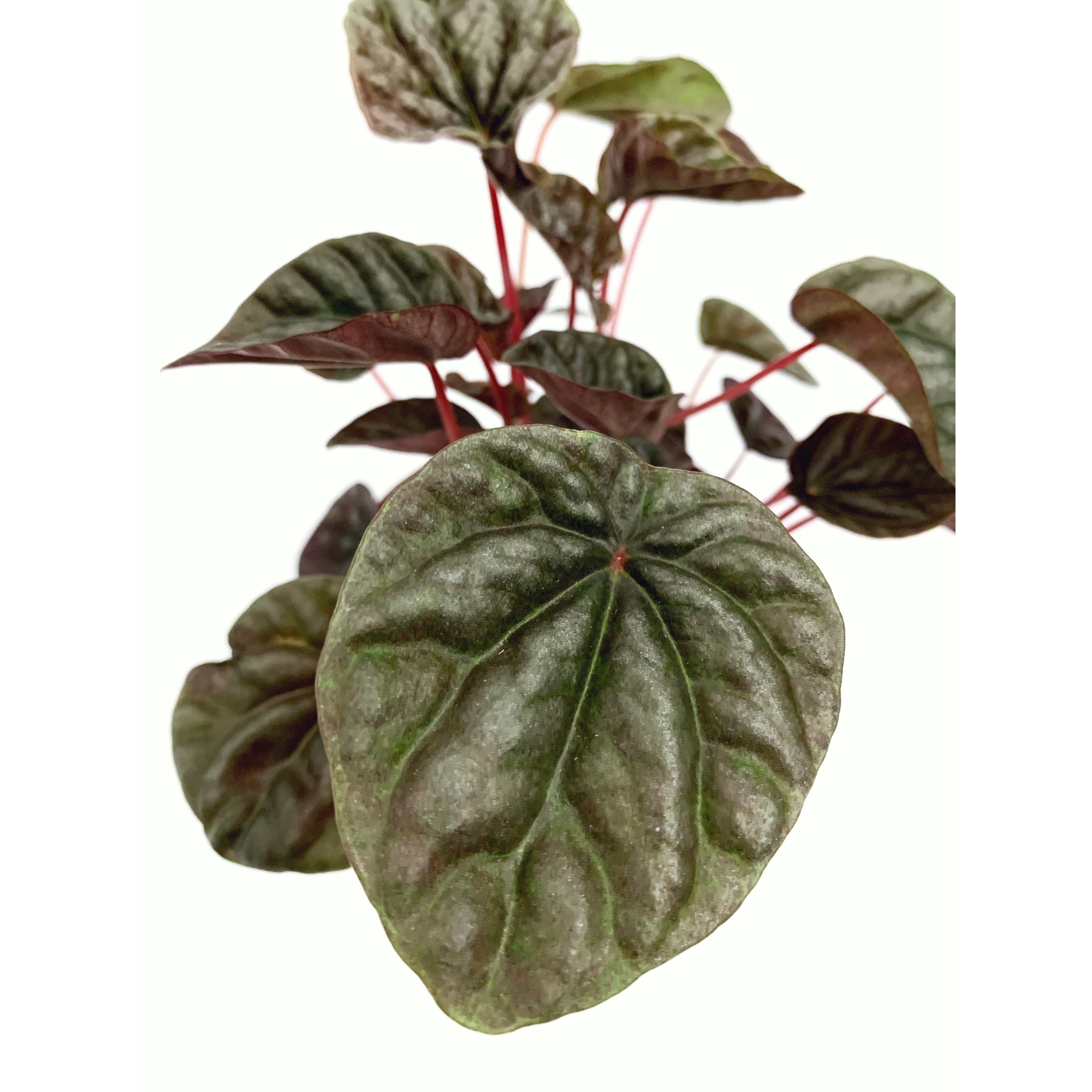 Ripple Burgundy - Las Selvas