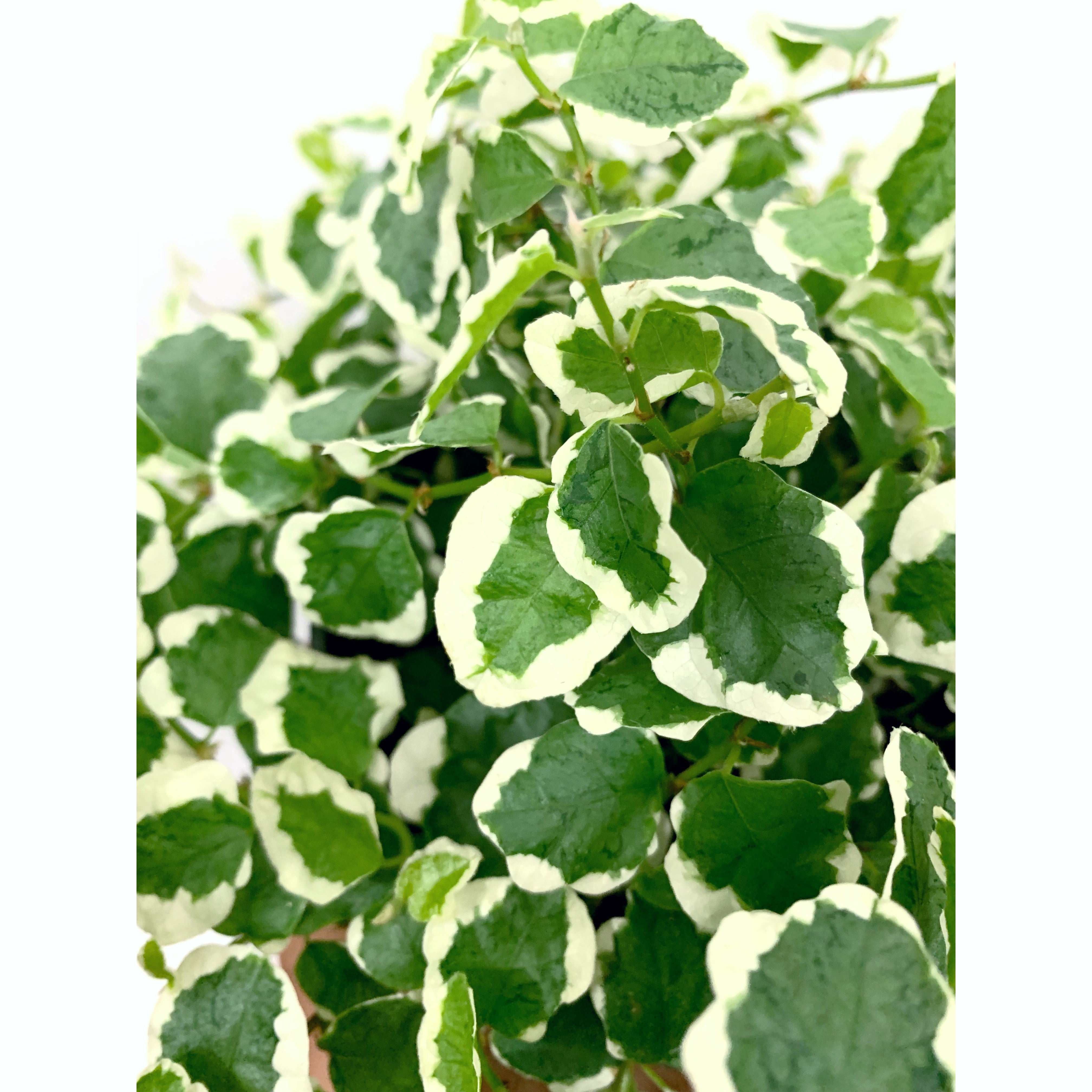 Creeping Fig 'Var' - Las Selvas