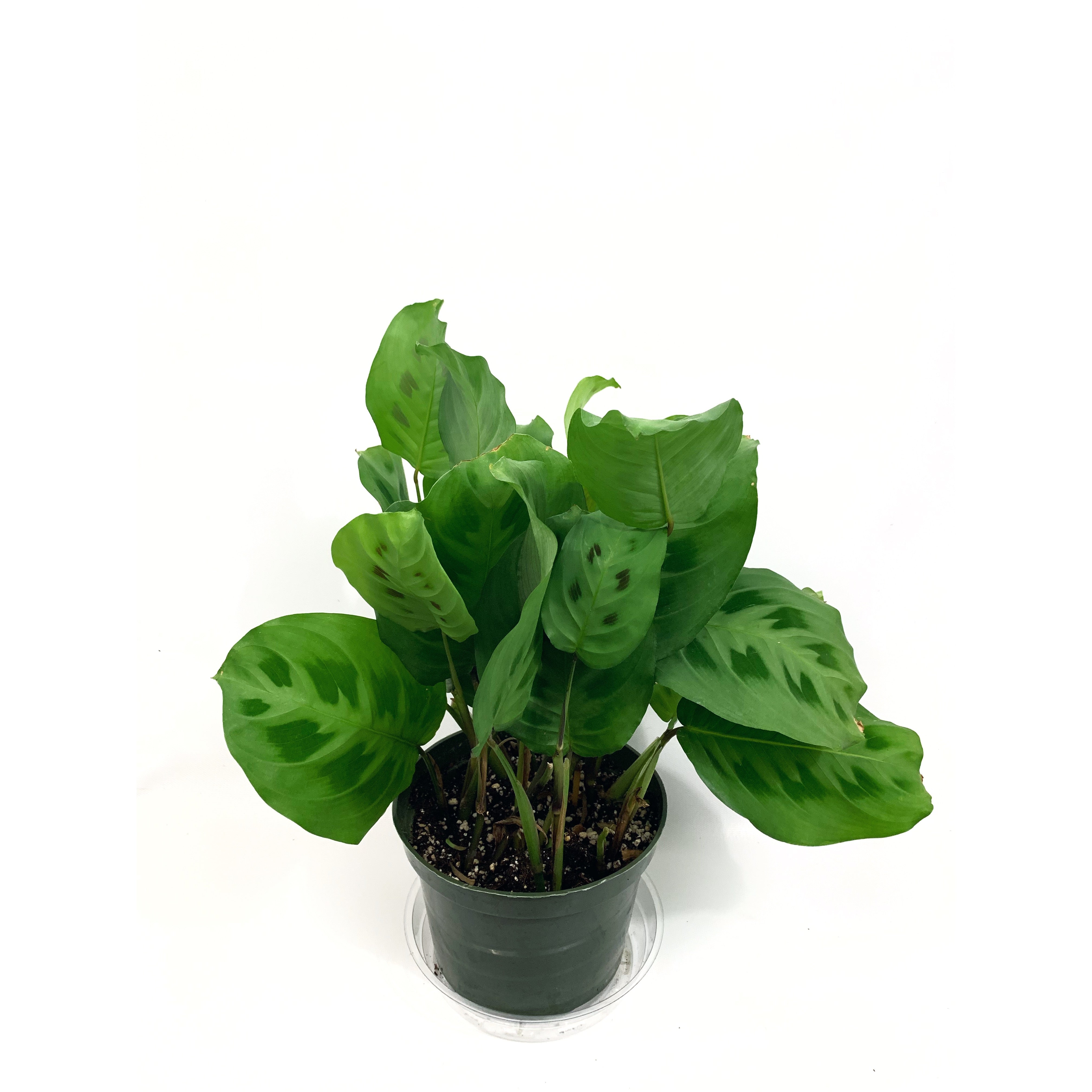 Green Prayer - Las Selvas