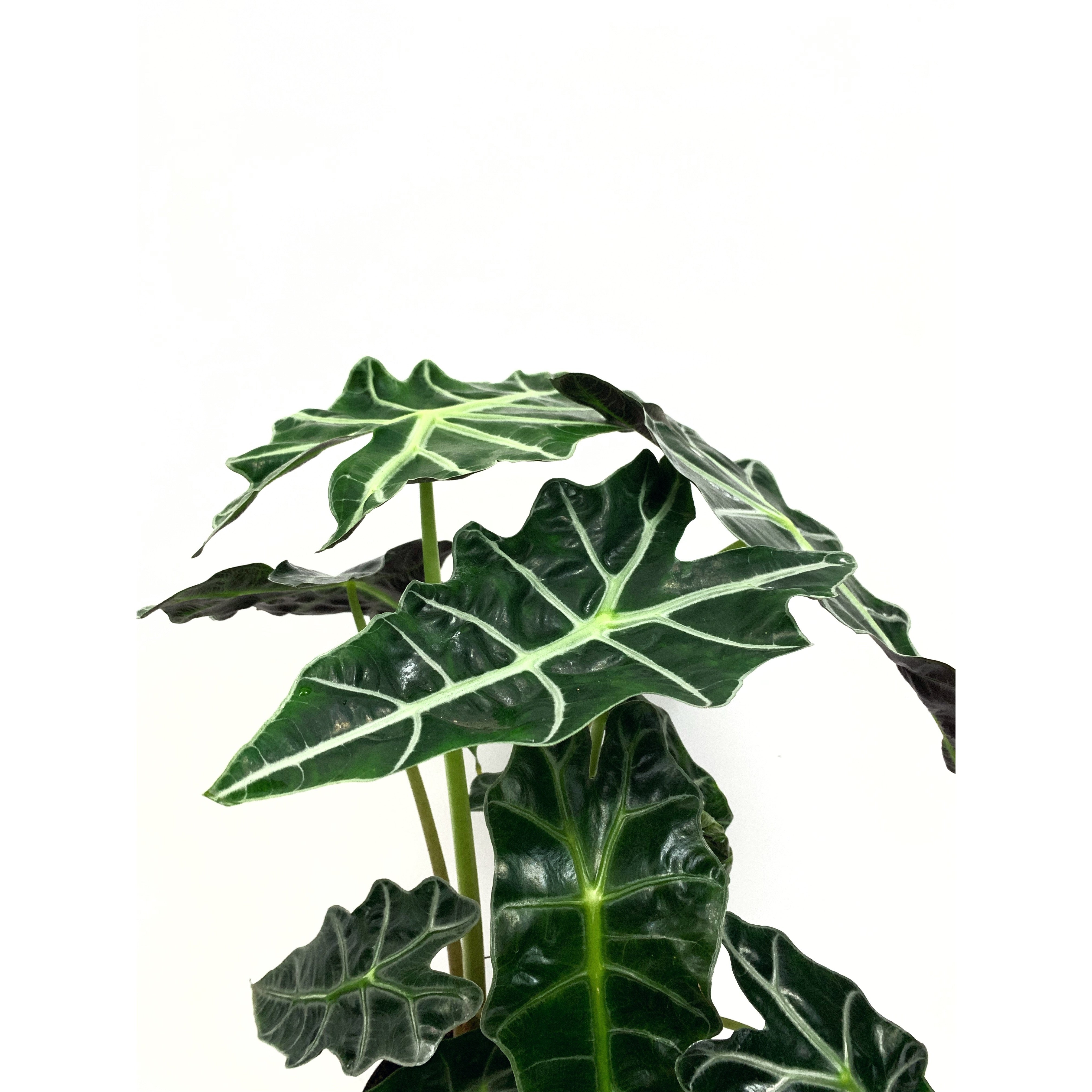 Dwarf Polly - Las Selvas