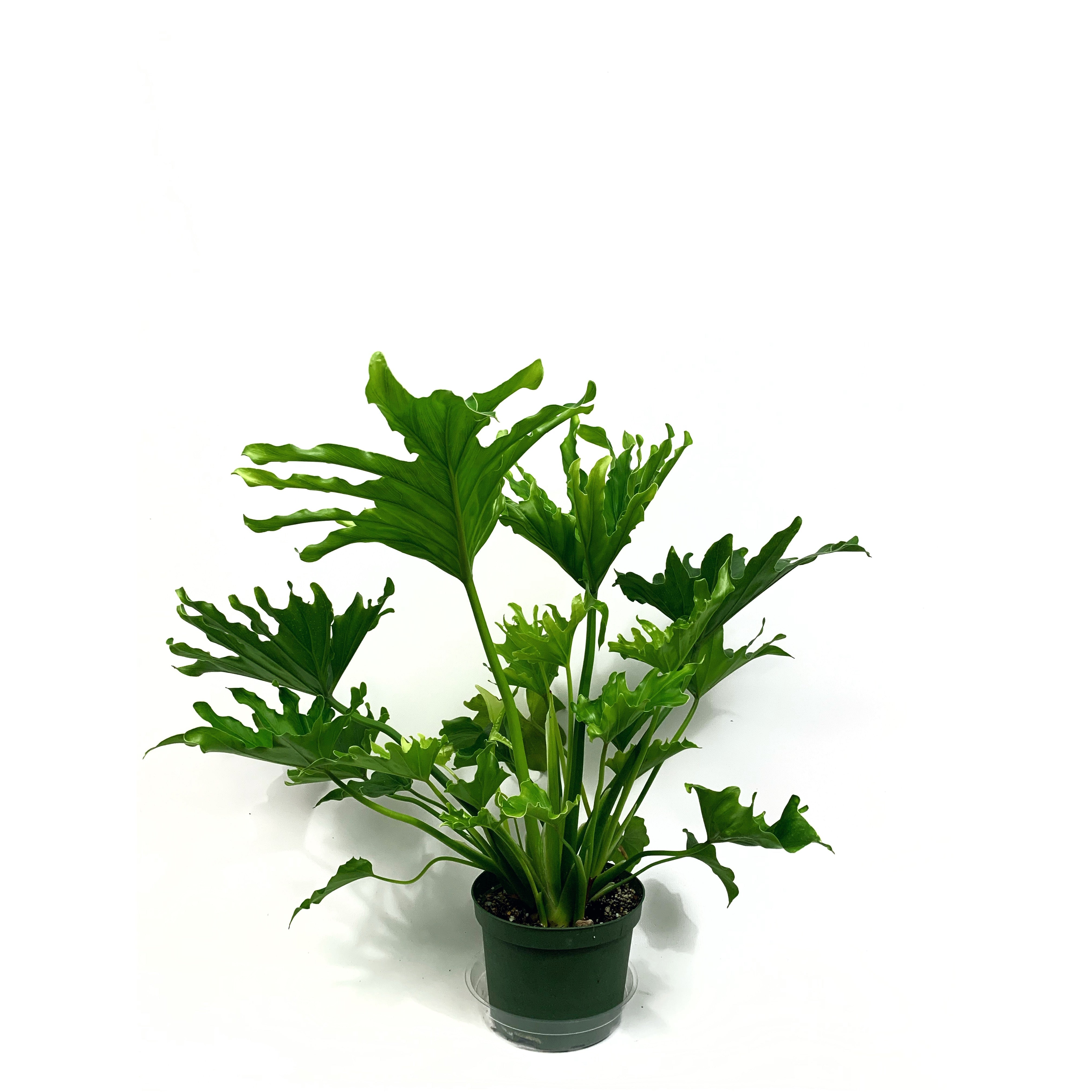 Selloum Hope - Las Selvas