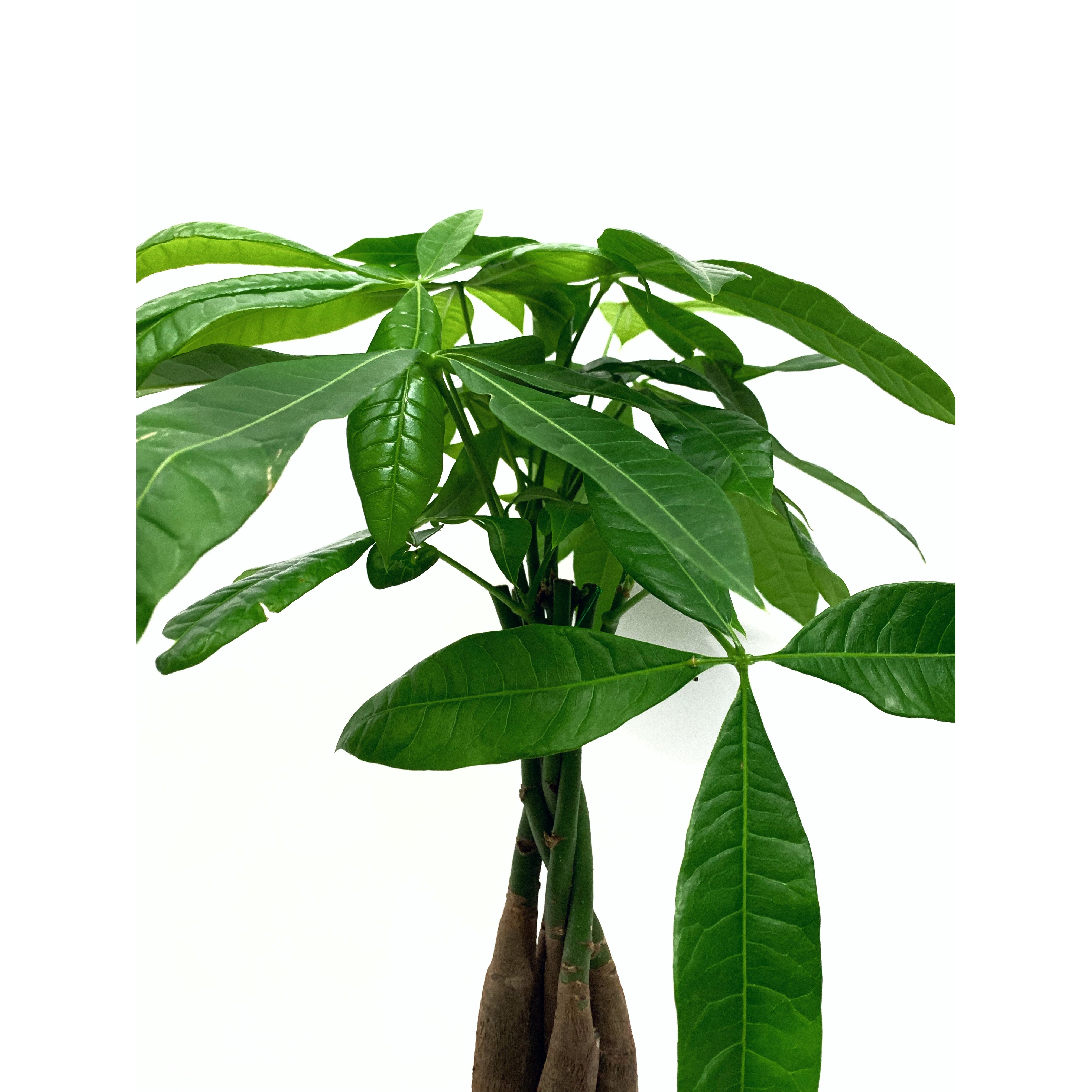 Money Tree - Las Selvas