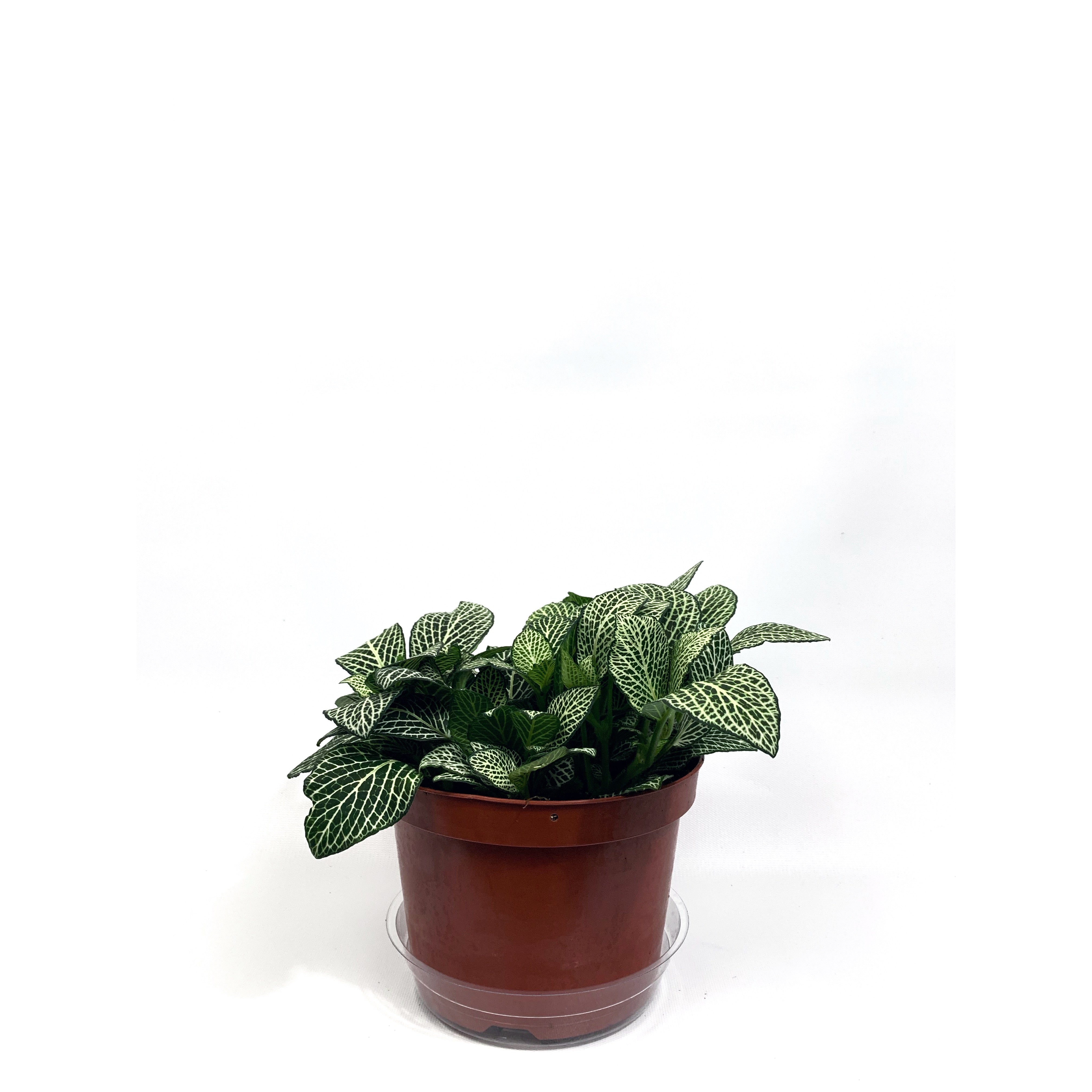 Fittonia Silver - Las Selvas
