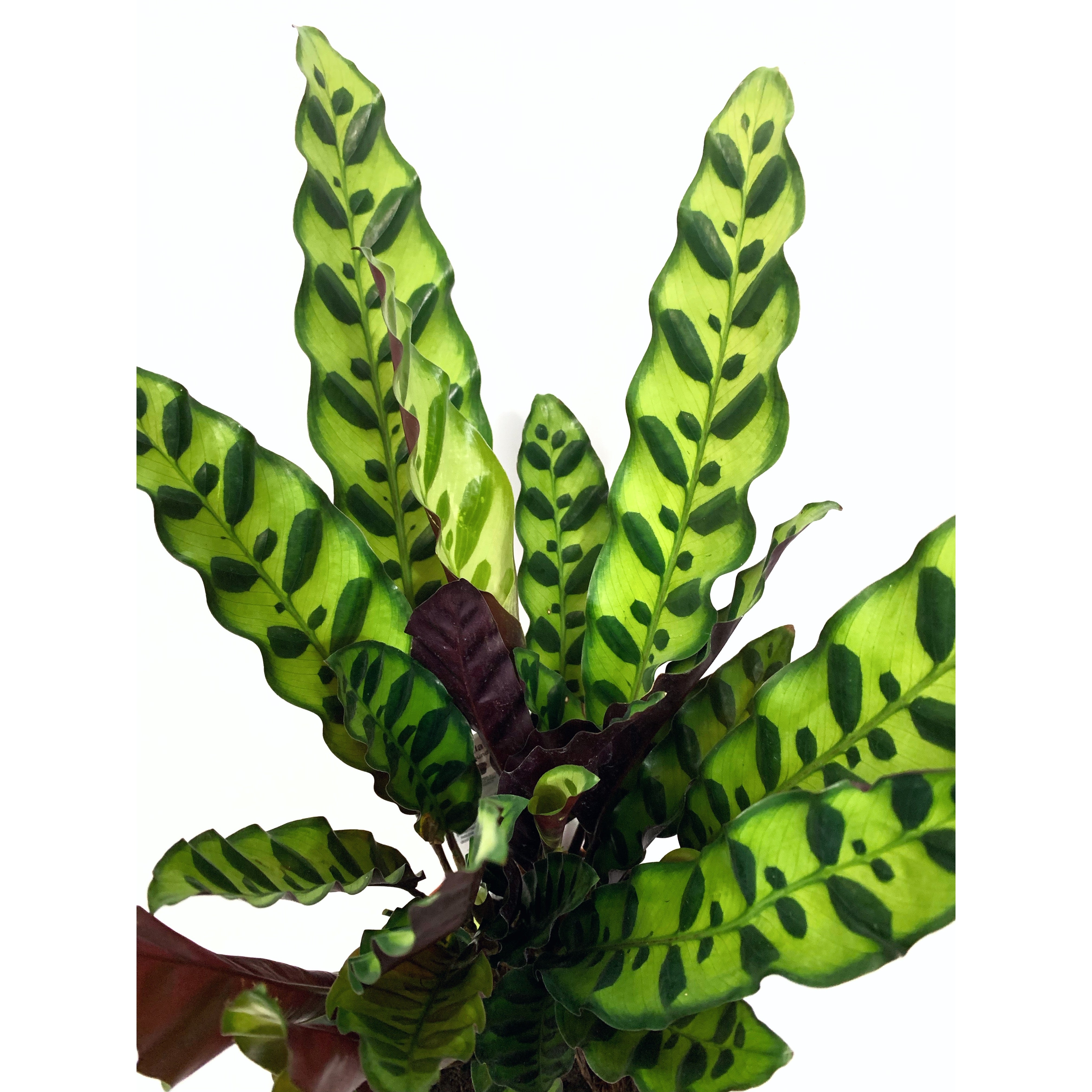 Calathea Rattlesnake - Las Selvas