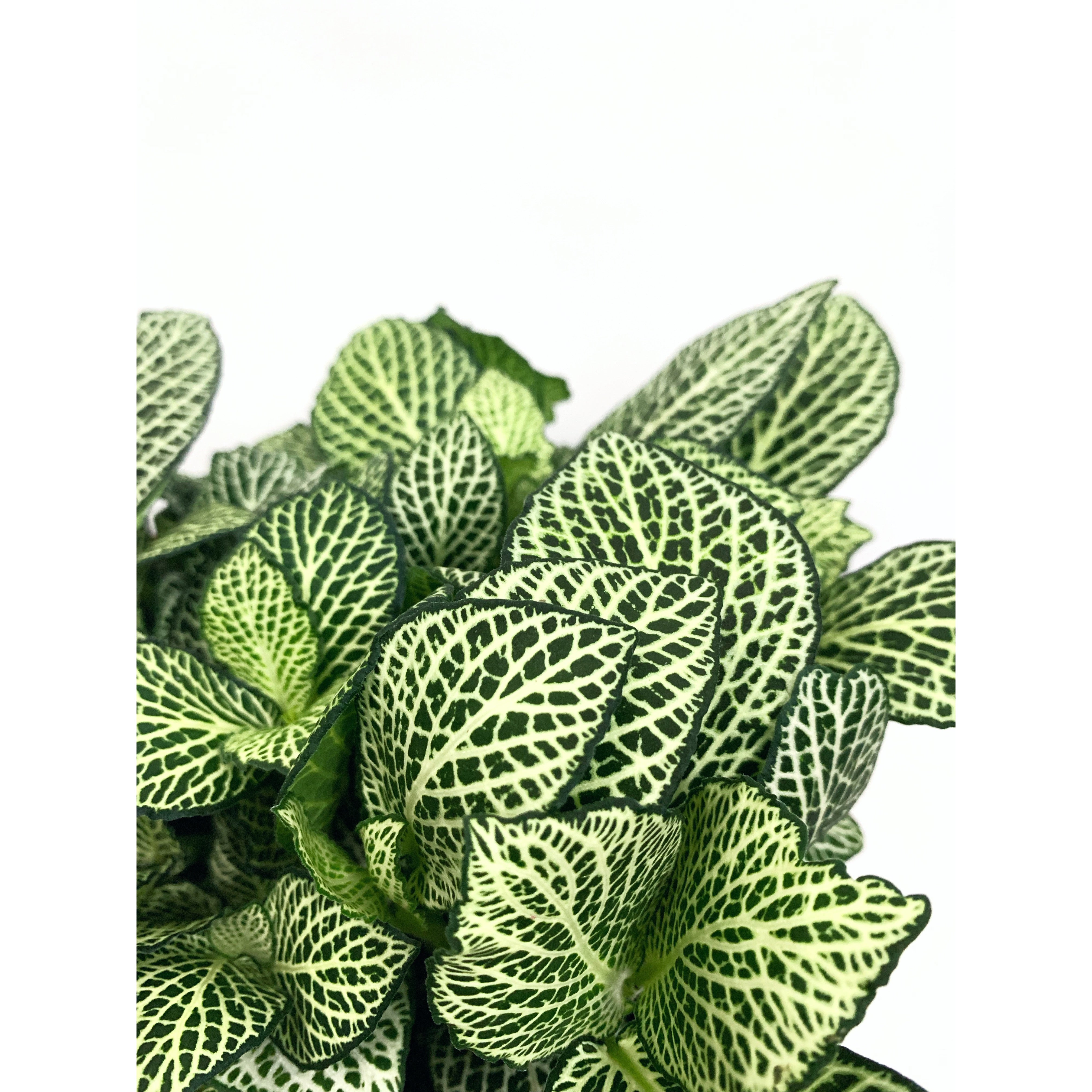 Fittonia Silver - Las Selvas