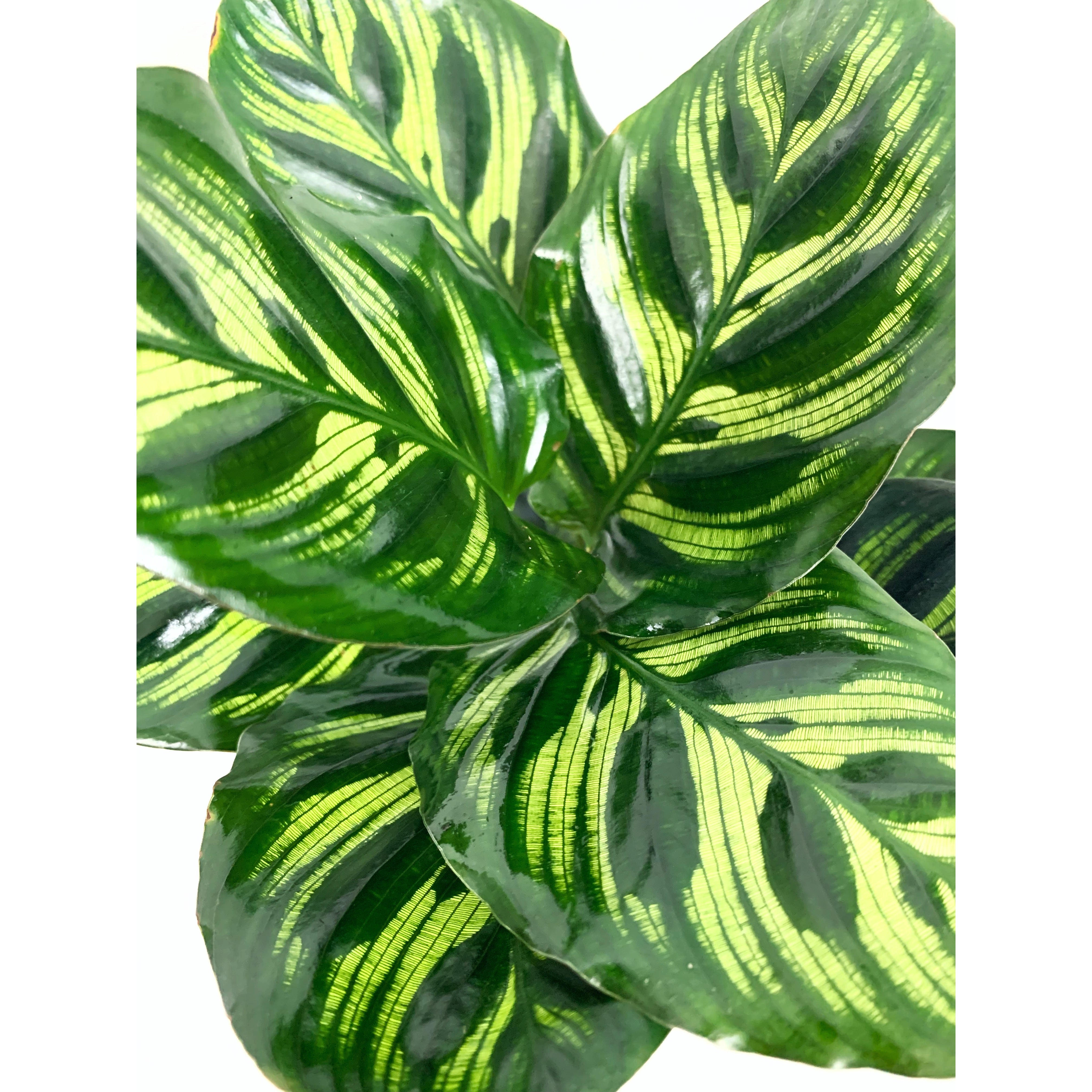 Calathea Peacock - Las Selvas
