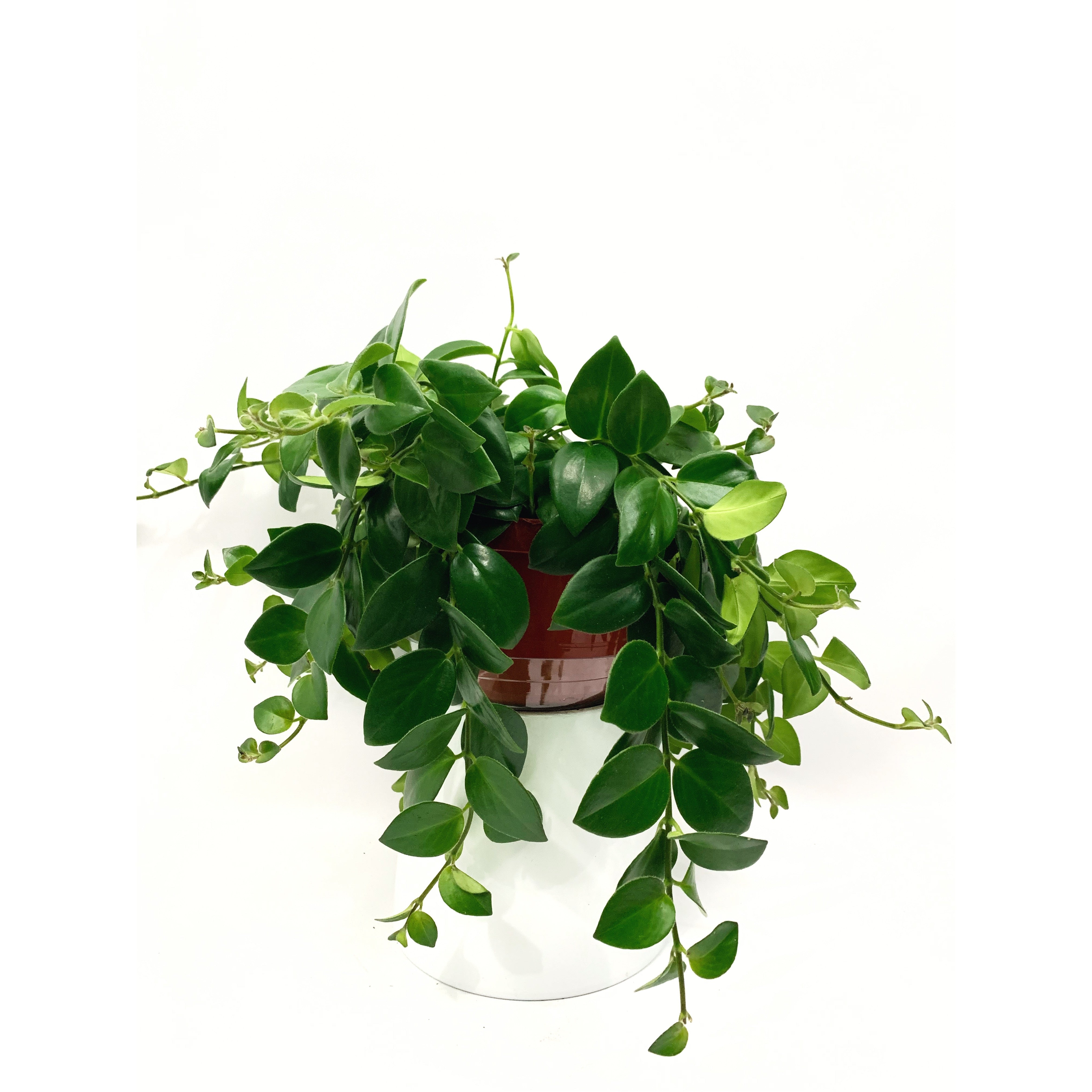 Mona Lisa - Las Selvas