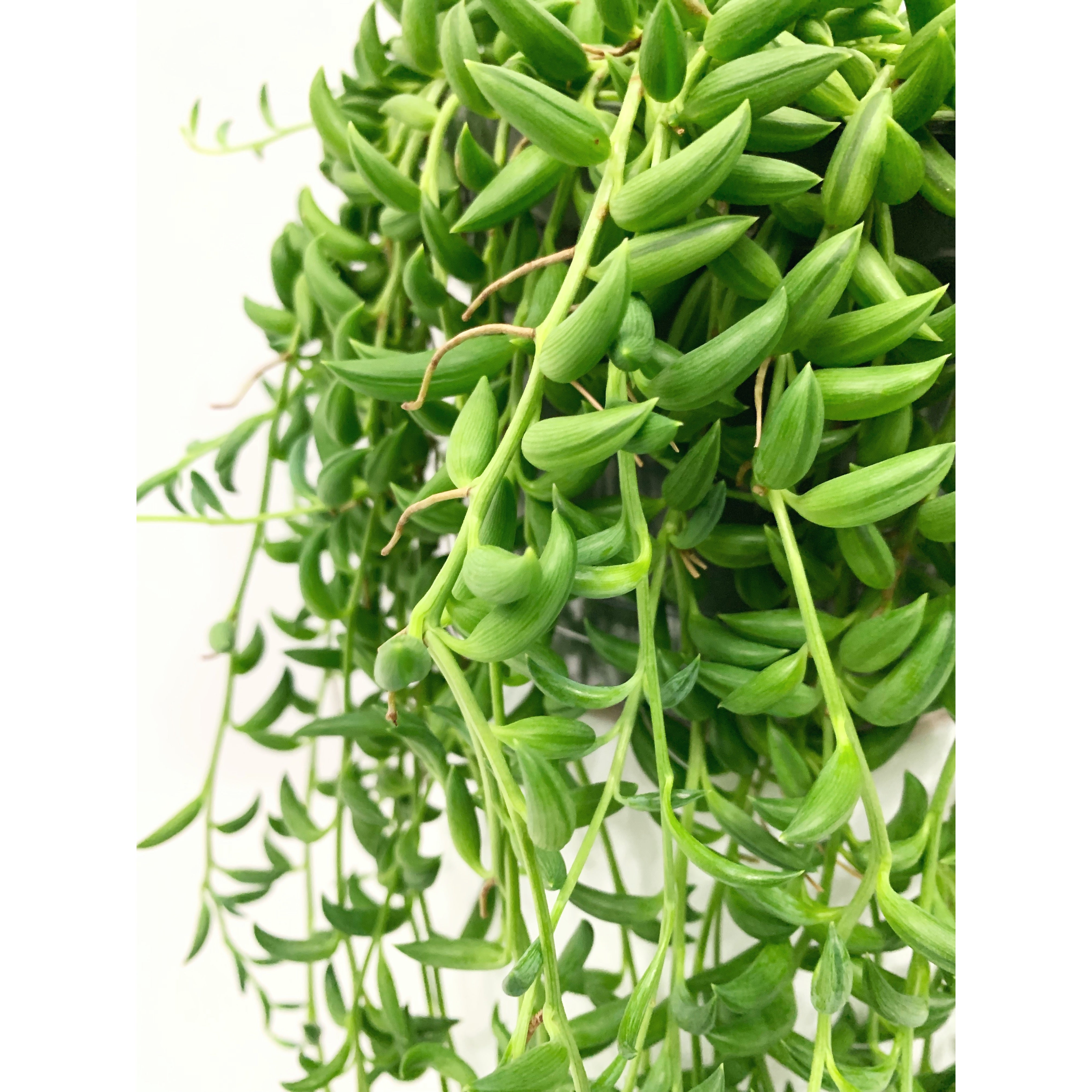 String Of Bananas - Las Selvas