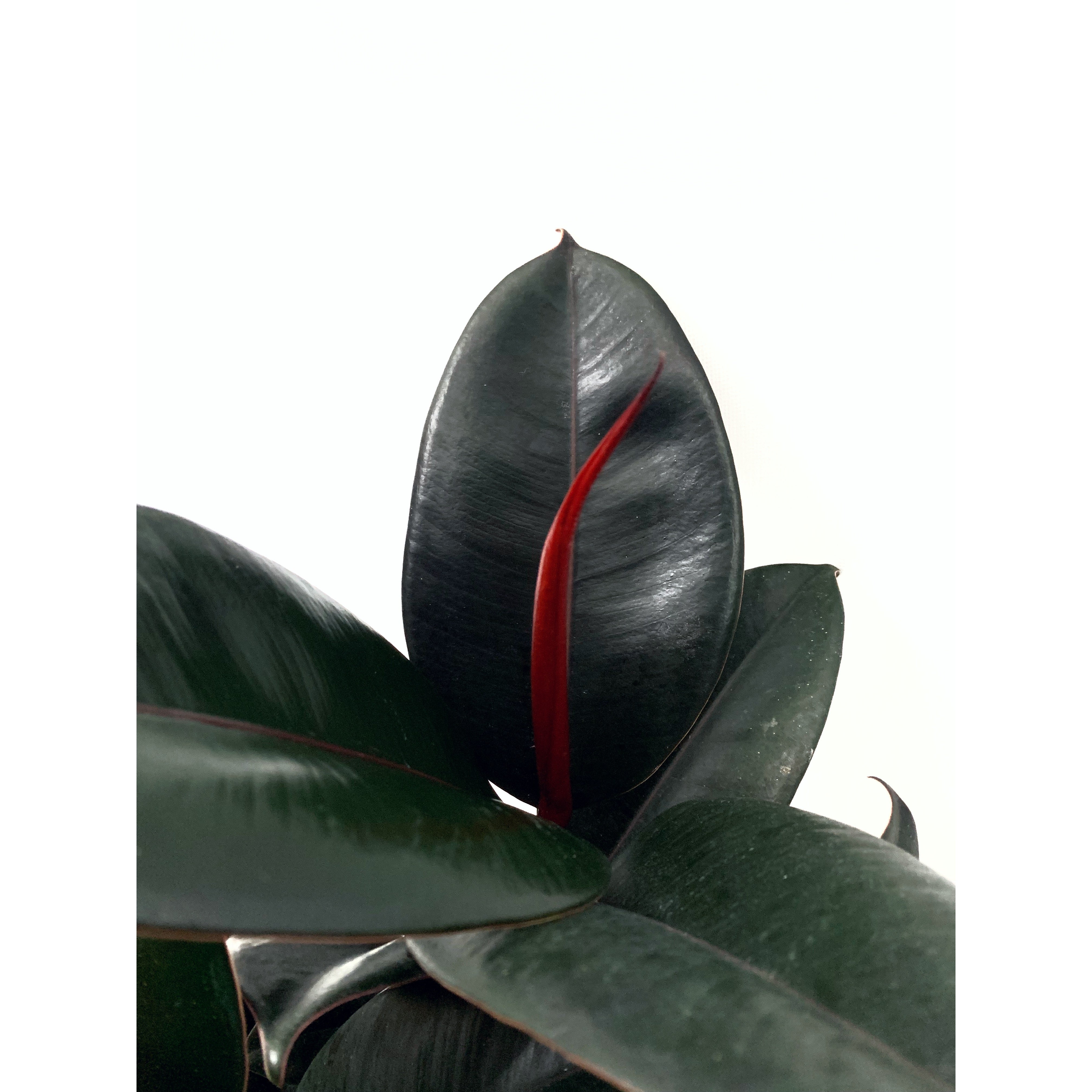 Rubber Plant - Las Selvas