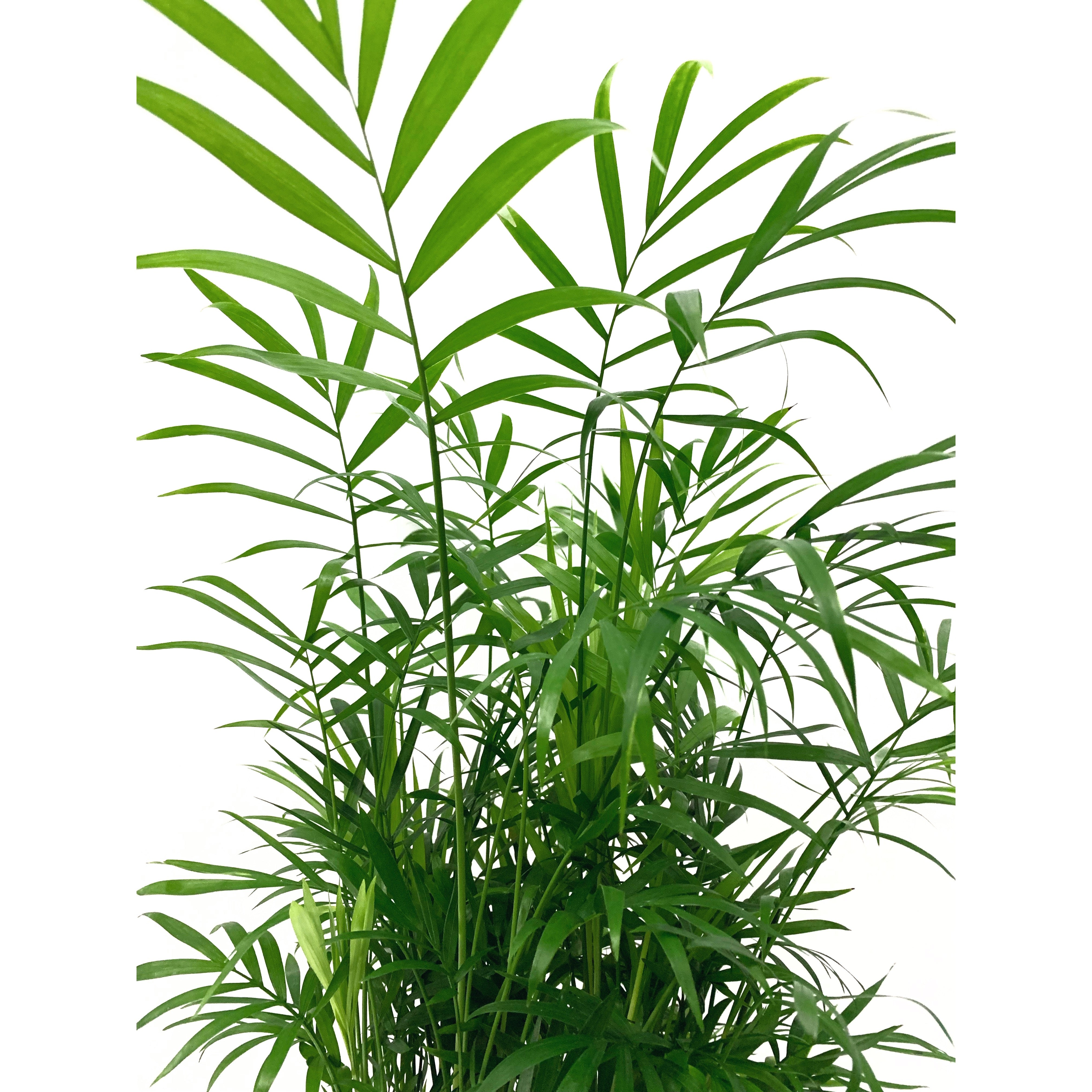 Parlor Palm - Las Selvas