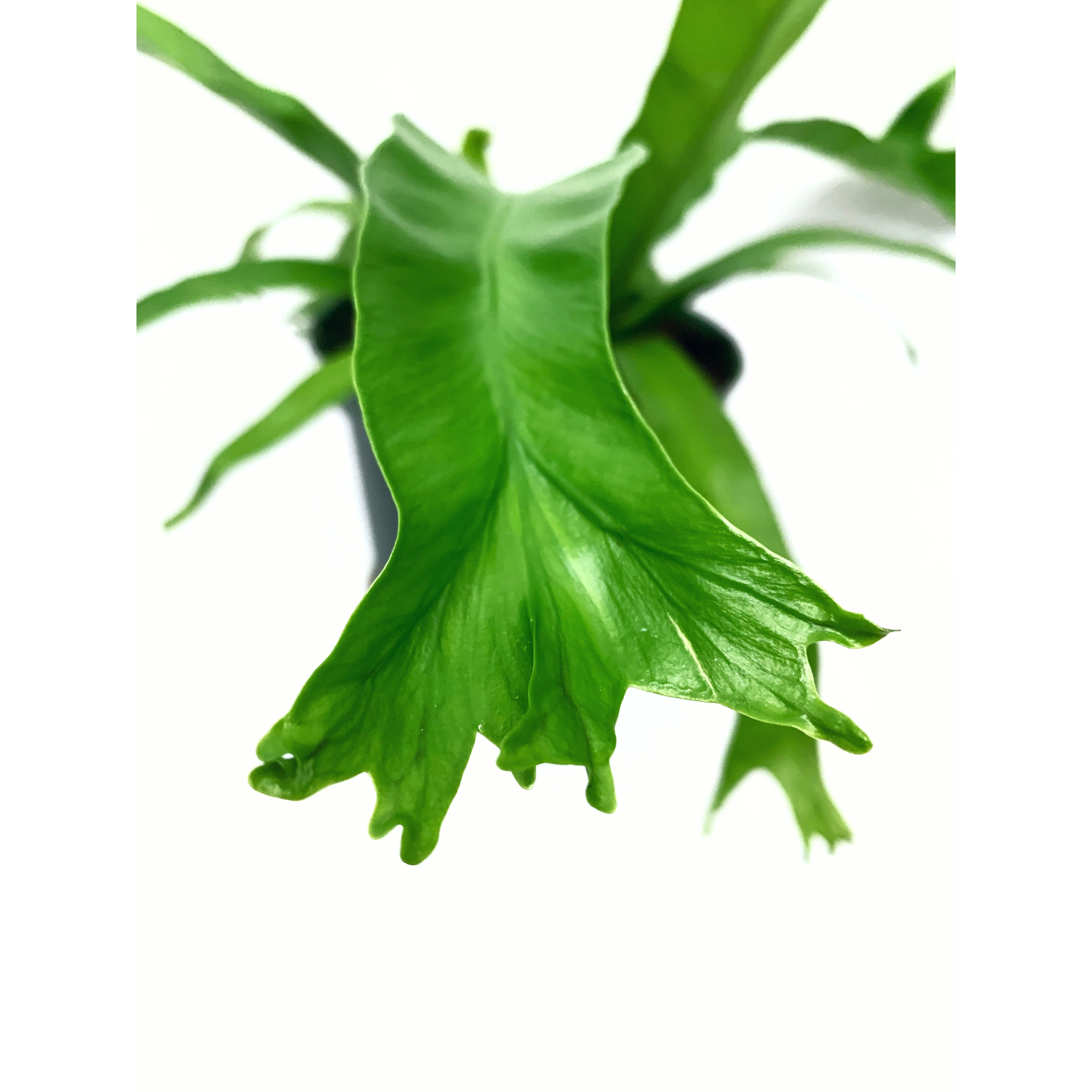 Crissie Bird's Nest - Las Selvas