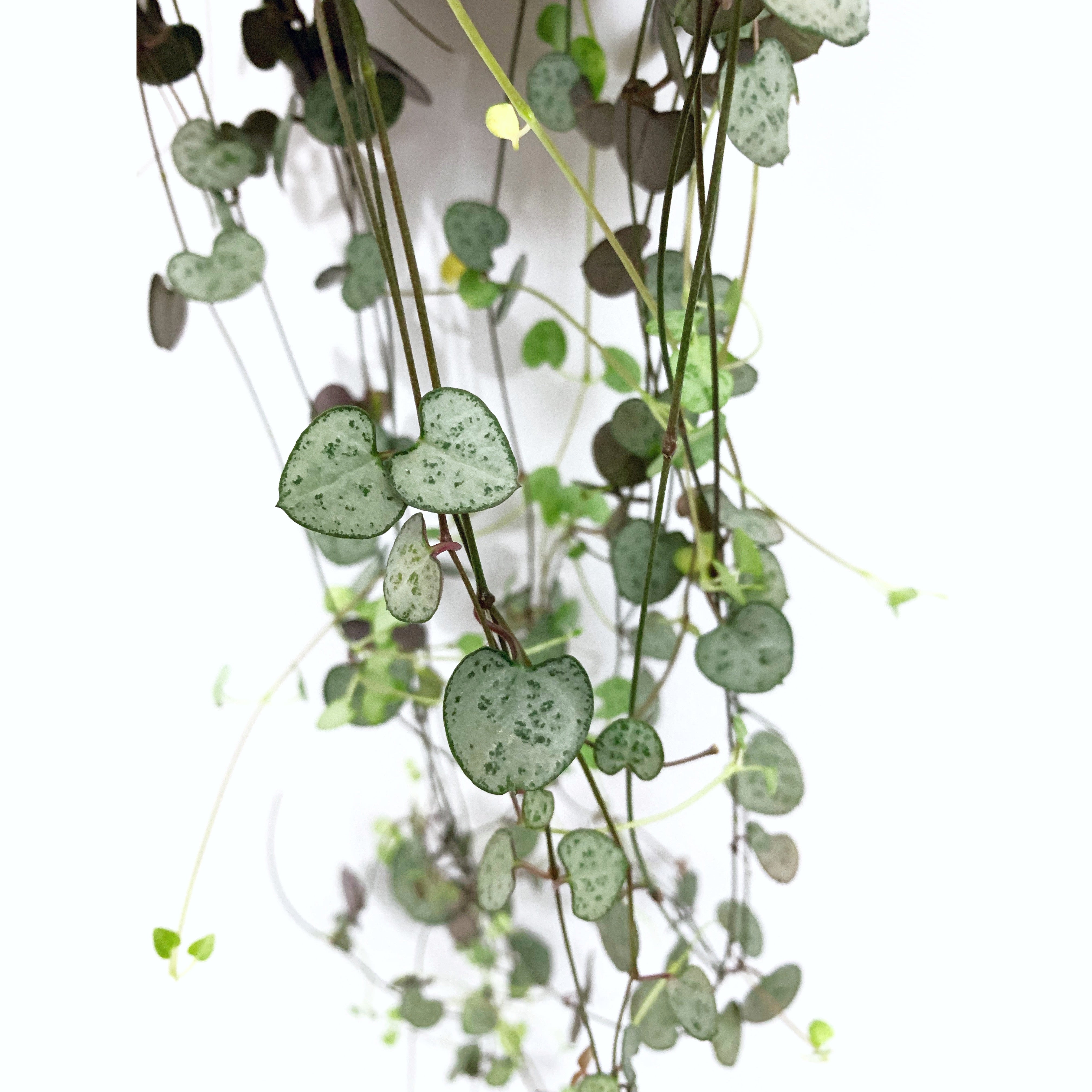 String Of Hearts - Las Selvas