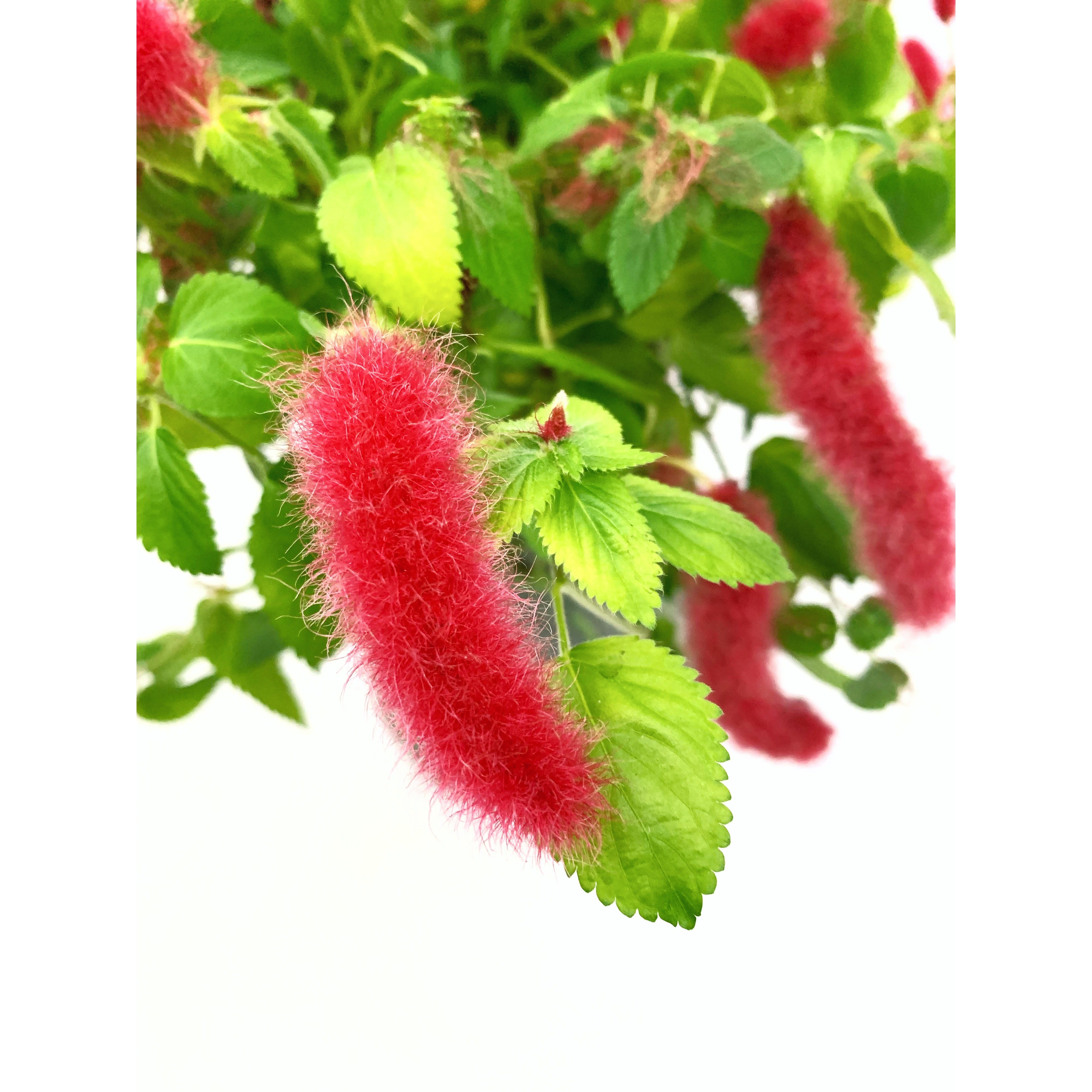 Chenille Firetail - Las Selvas