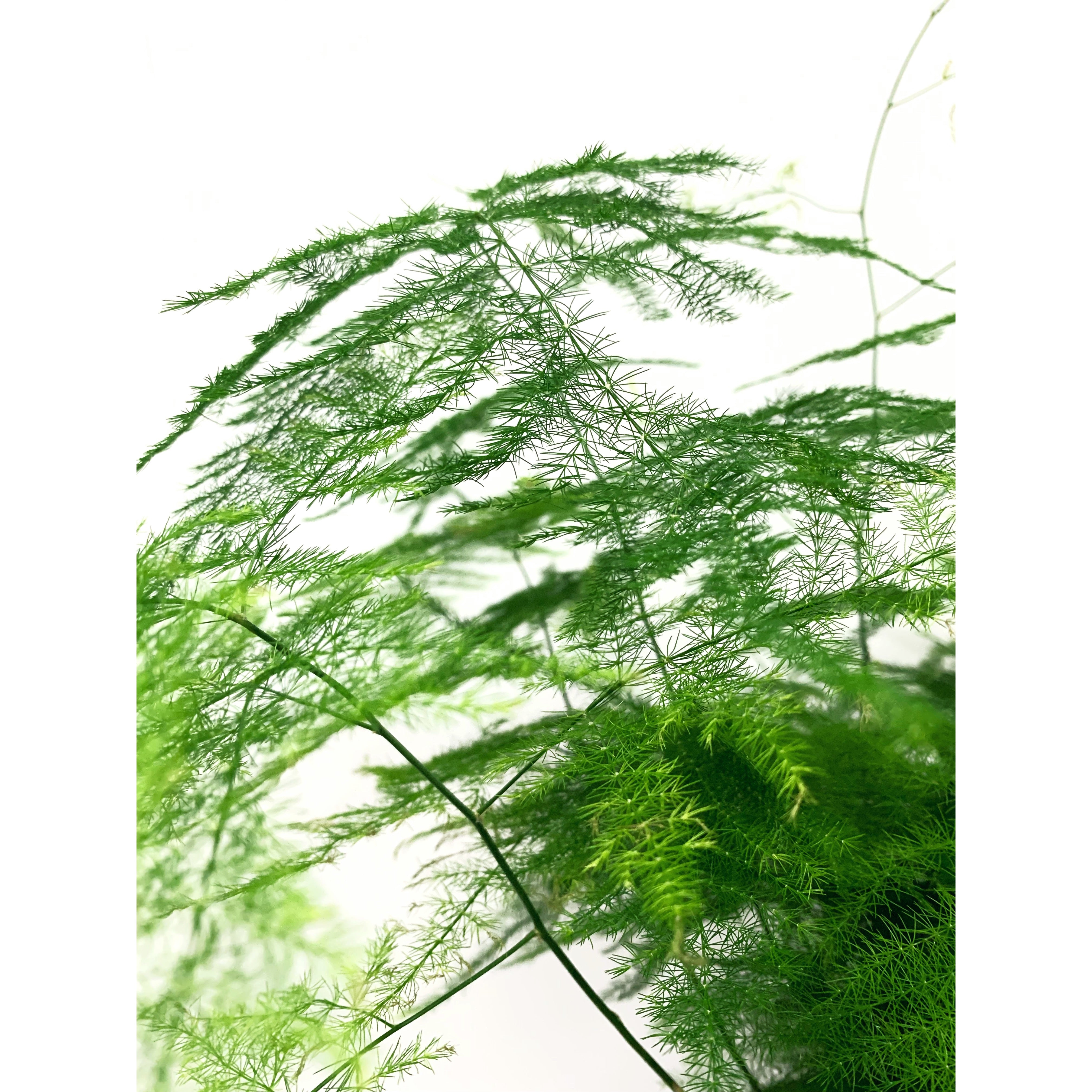 Plumosa - Las Selvas