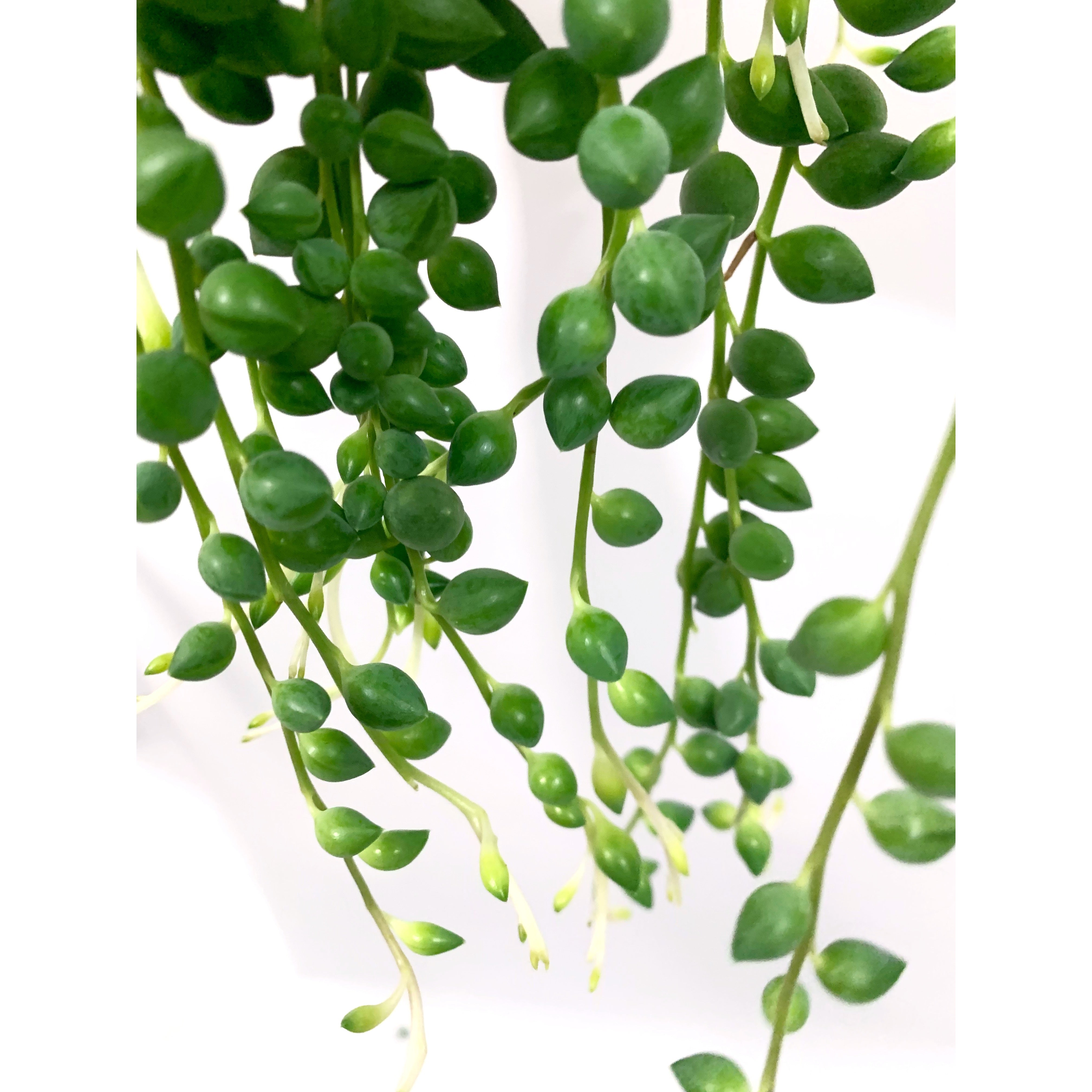 String of Beans - Las Selvas