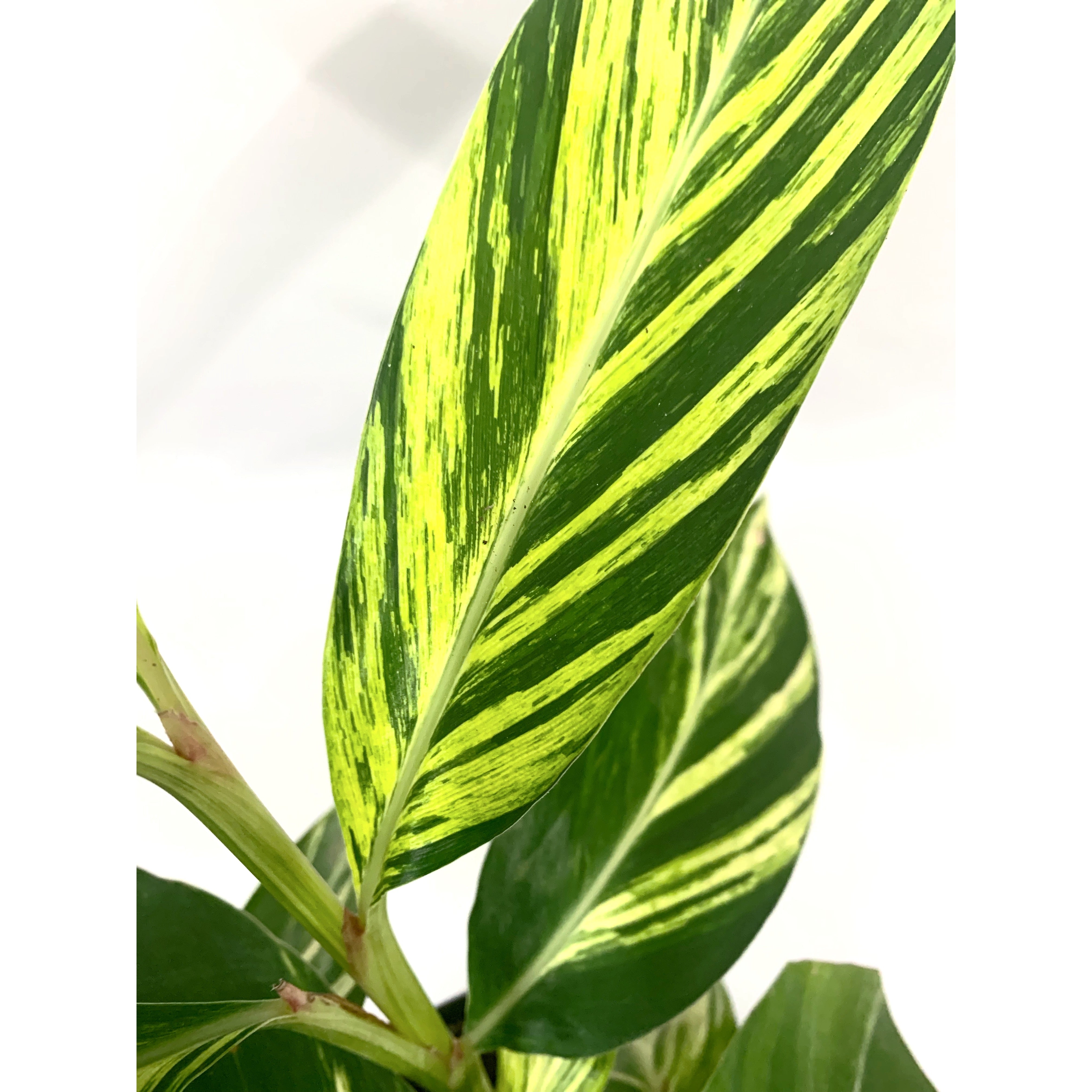 Shell Ginger Var. - Las Selvas