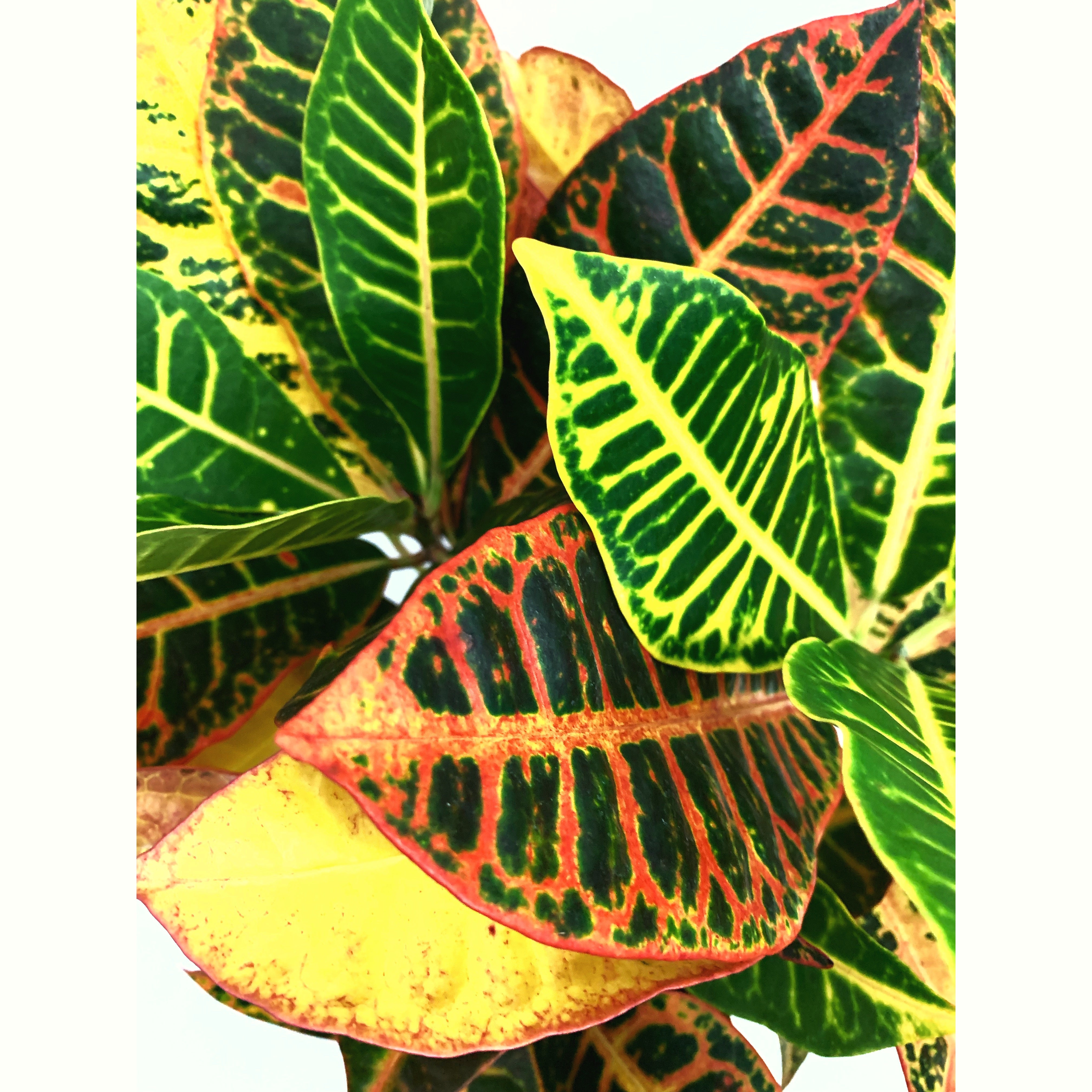 Croton 'Petra' - Las Selvas