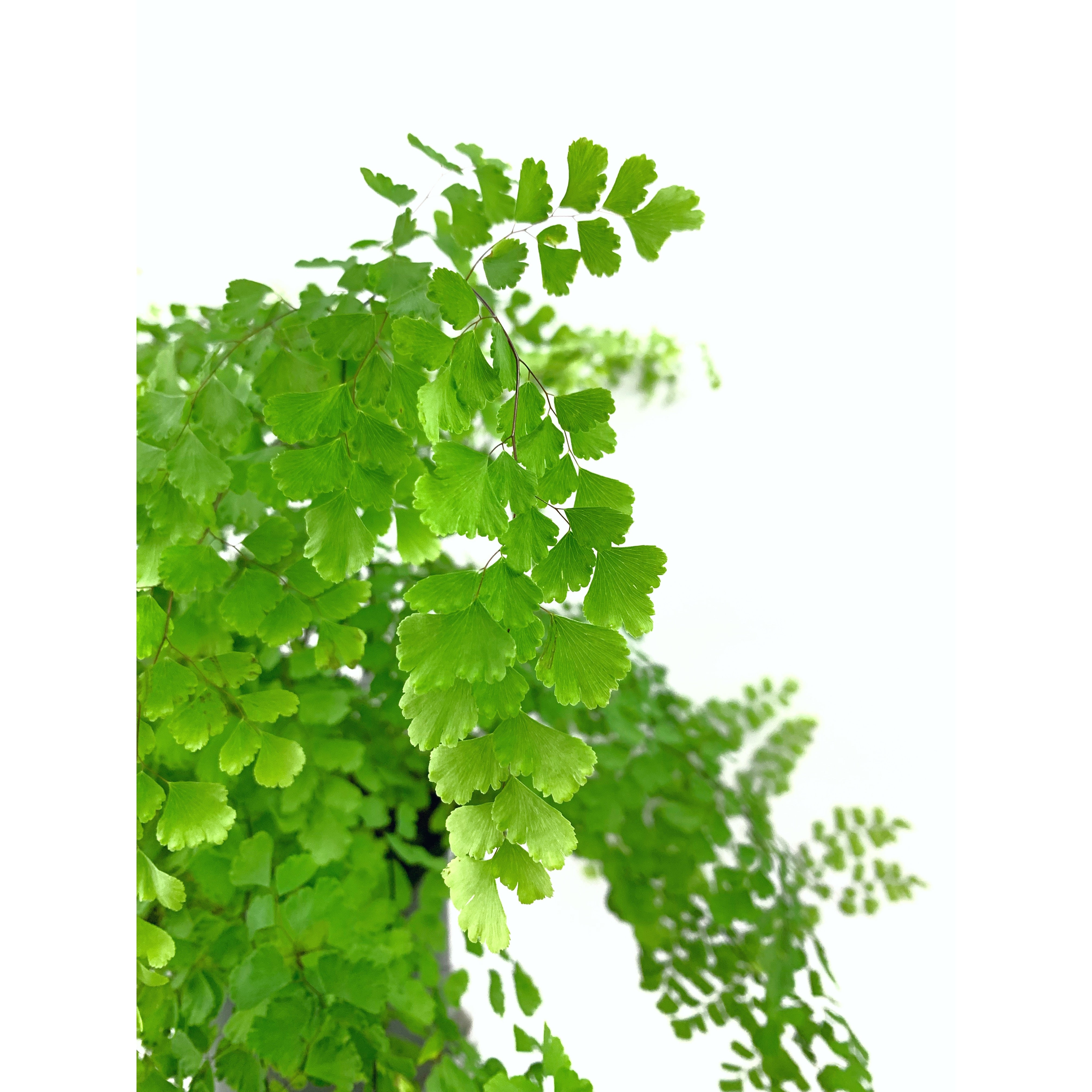 Maidenhair - Las Selvas