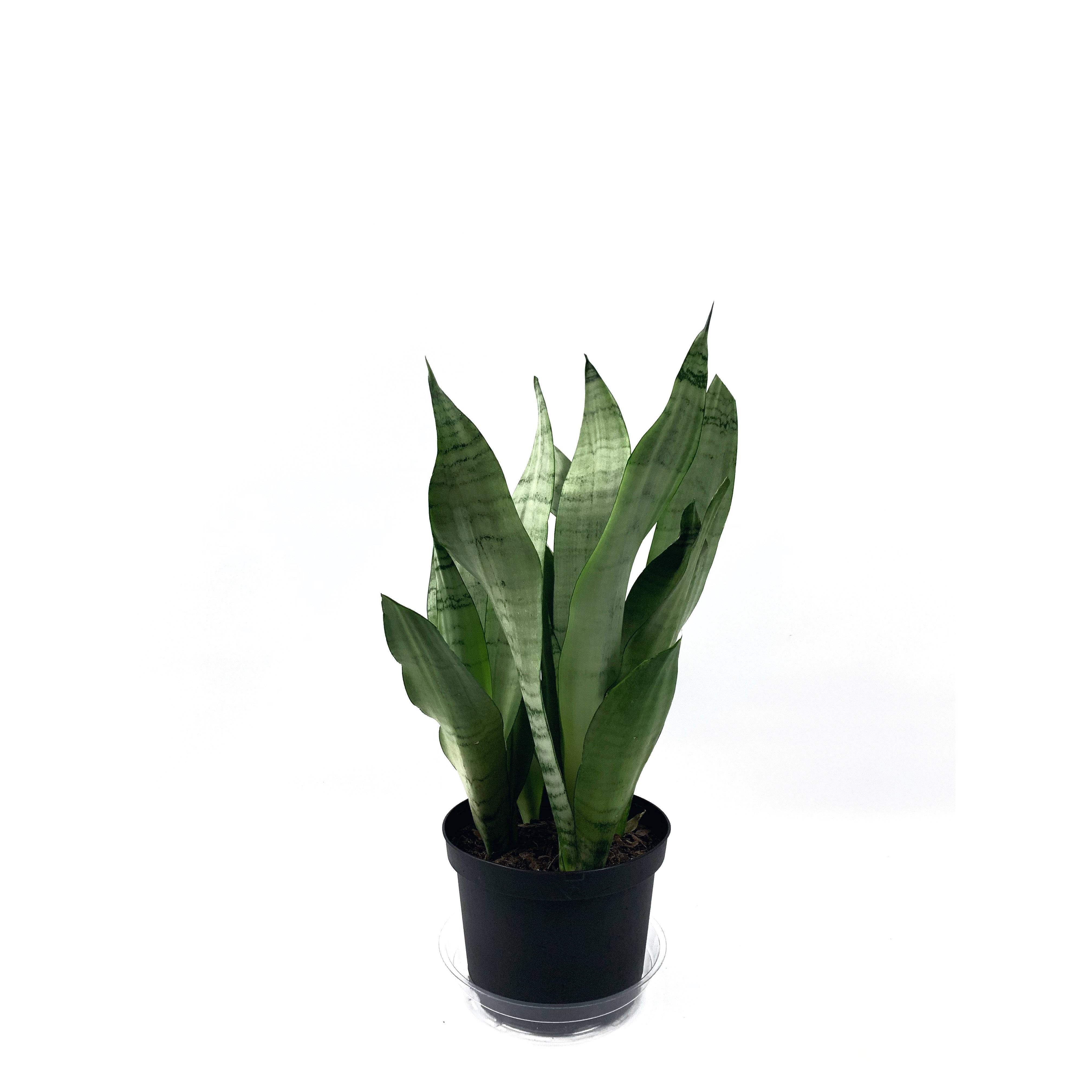 Sansevieria Moonshine - Las Selvas