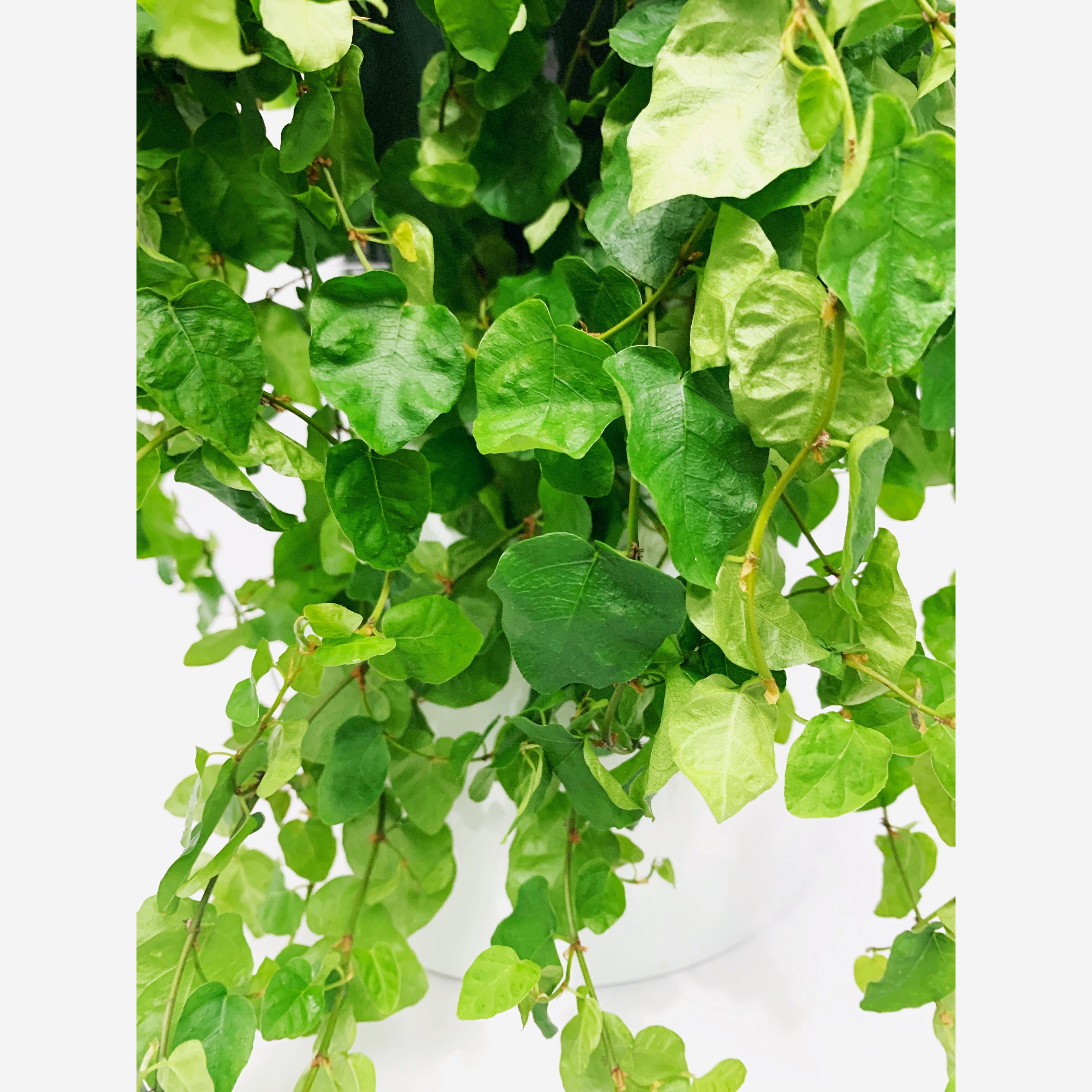 Creeping Fig - Las Selvas