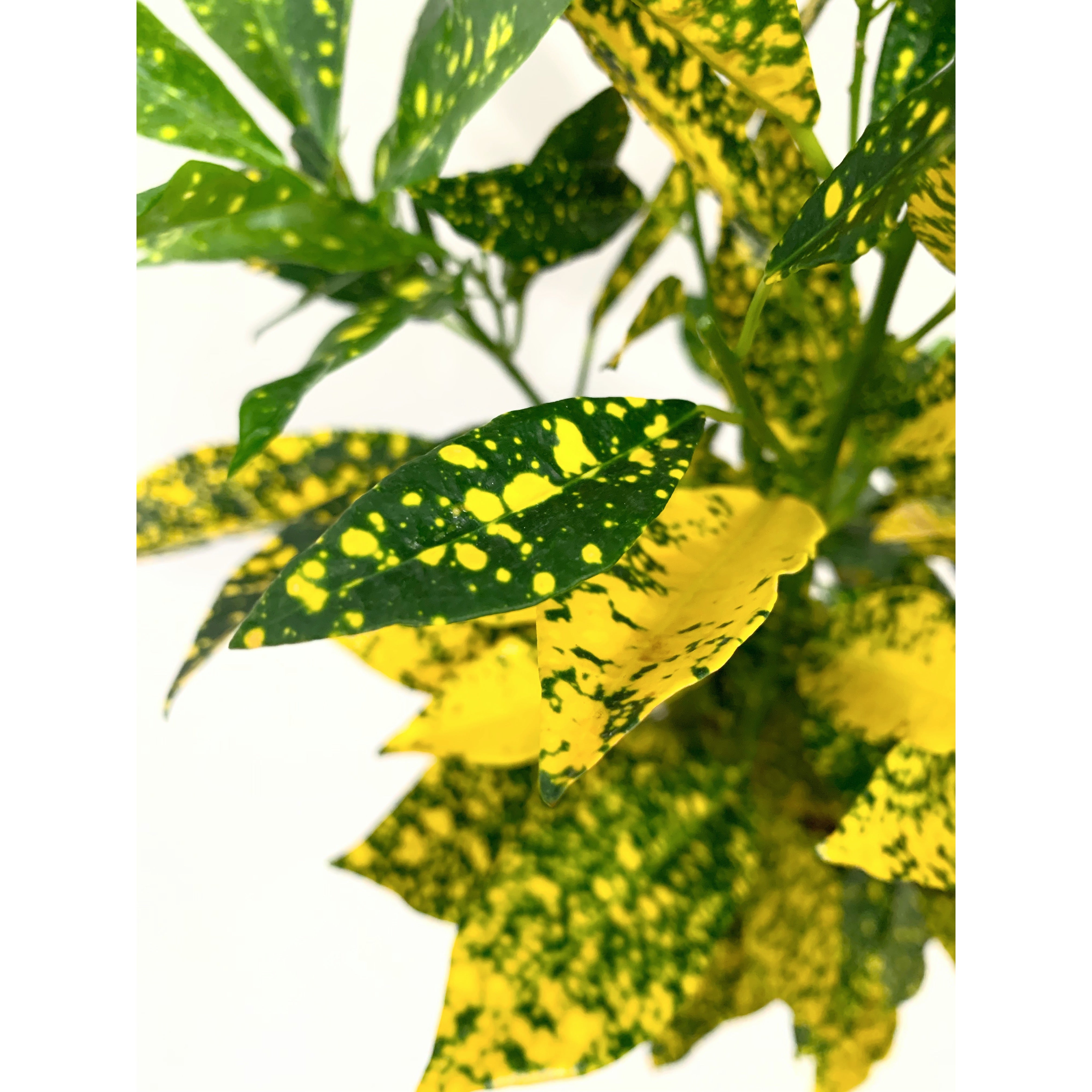 Gold Dust - Las Selvas