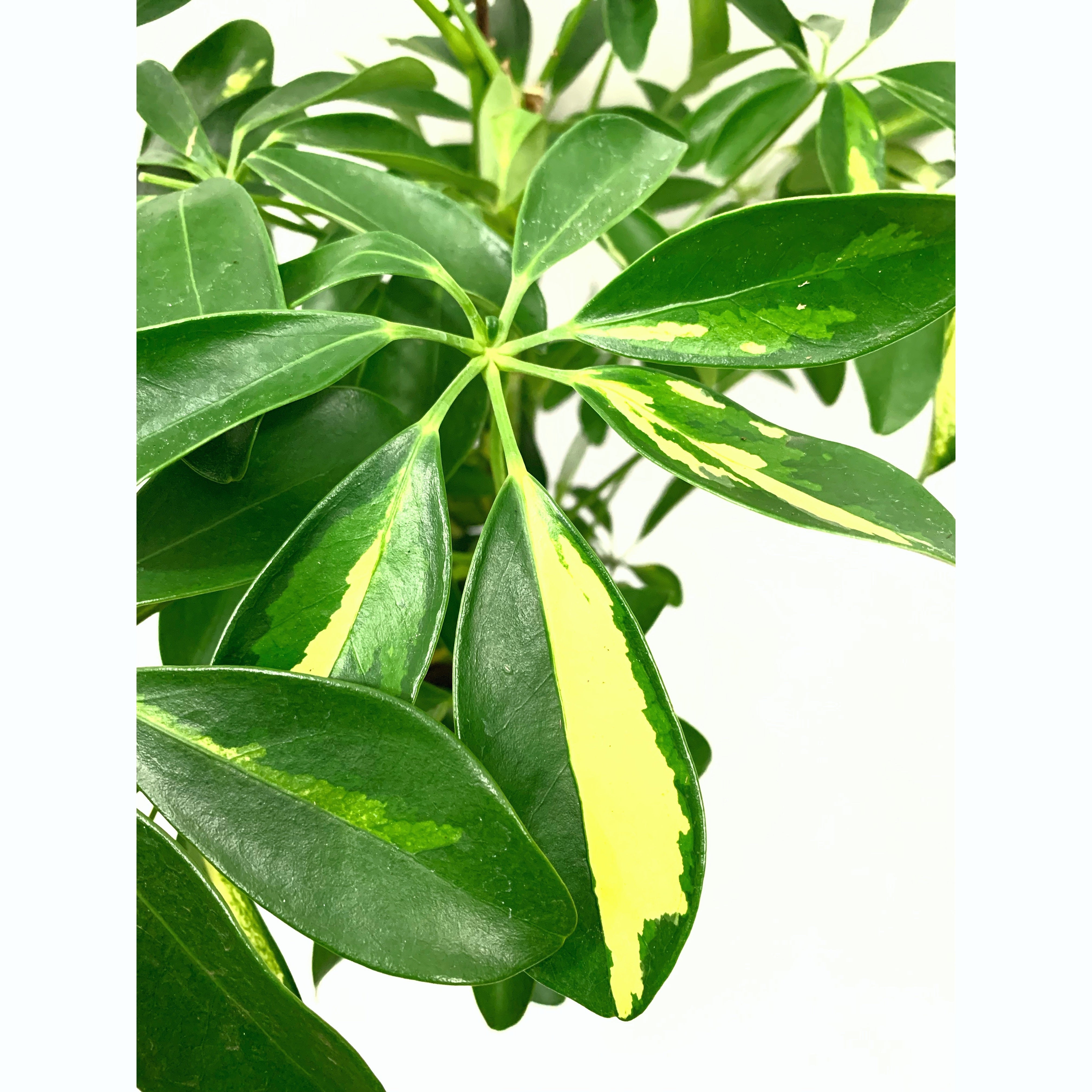 Dwarf Umbrella Variegated - Las Selvas