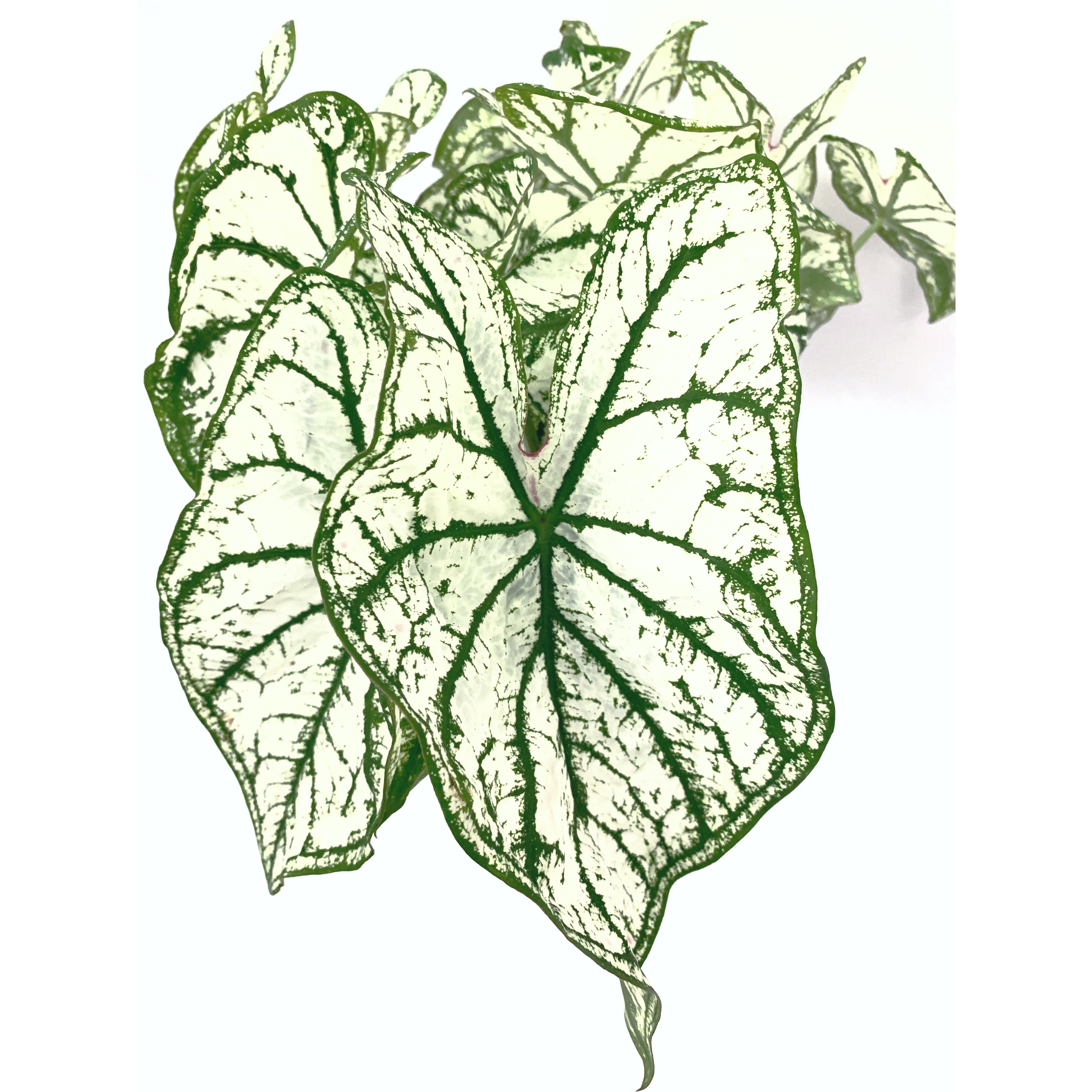 White Christmas - Las Selvas