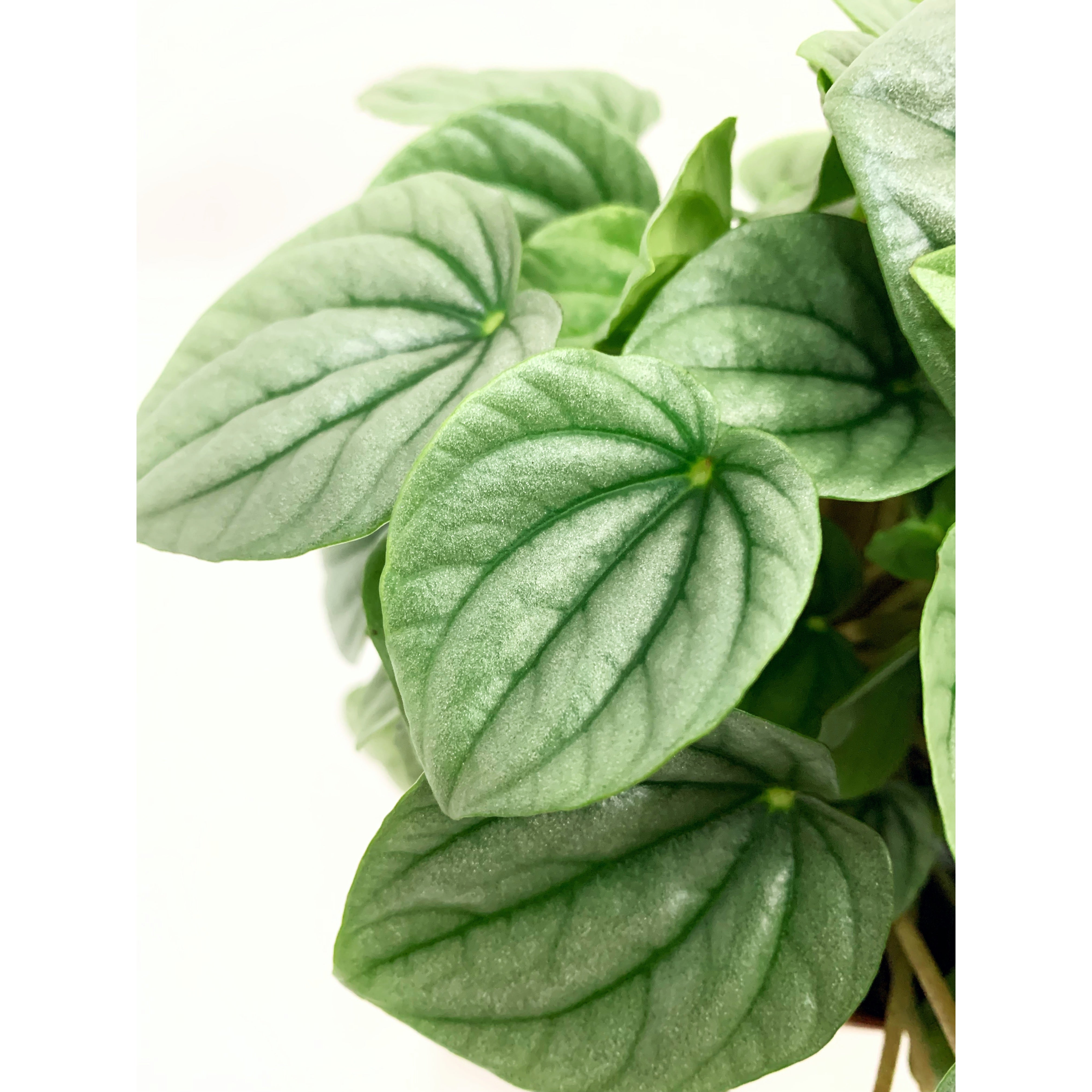 Ripple Silver - Las Selvas