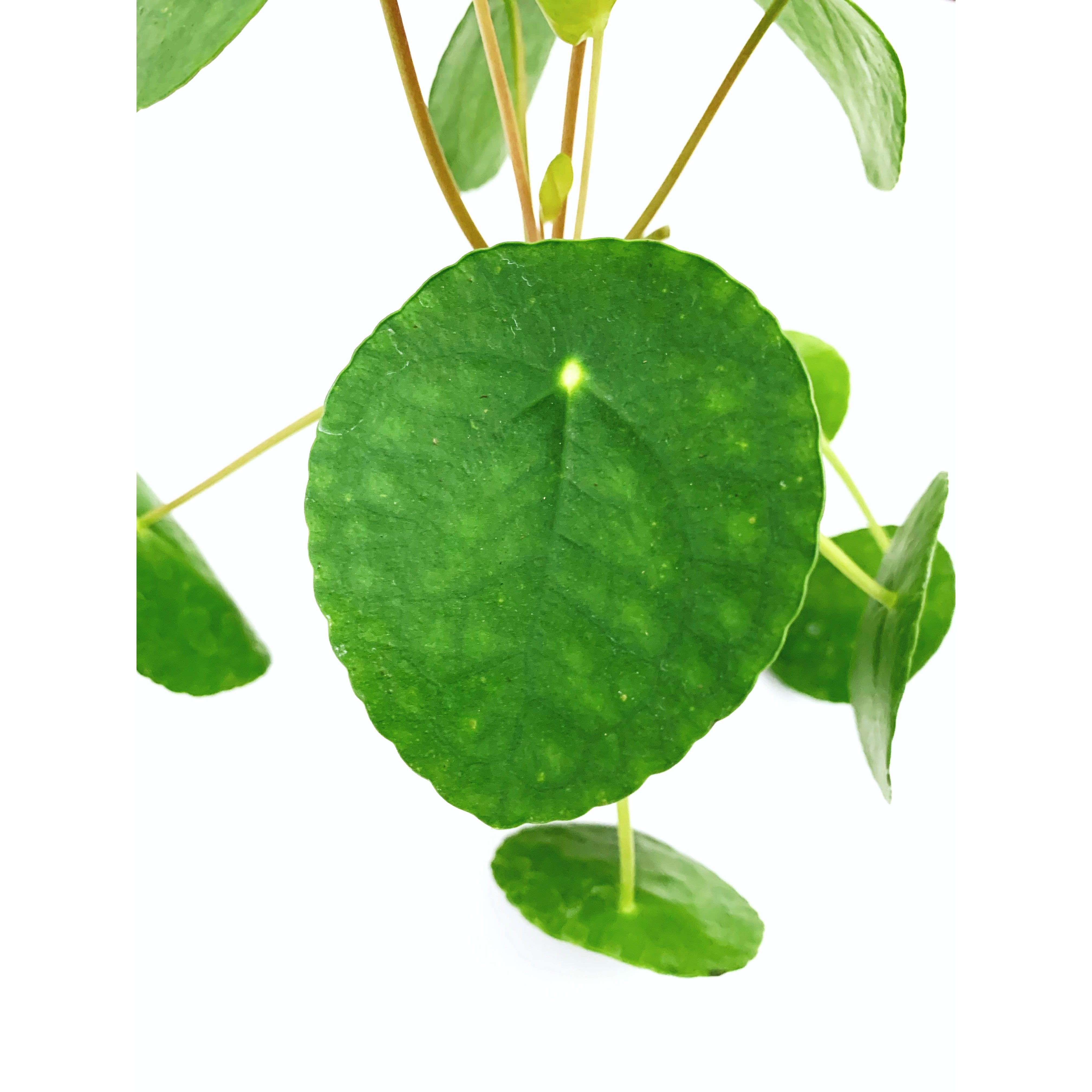 Pilea - Las Selvas