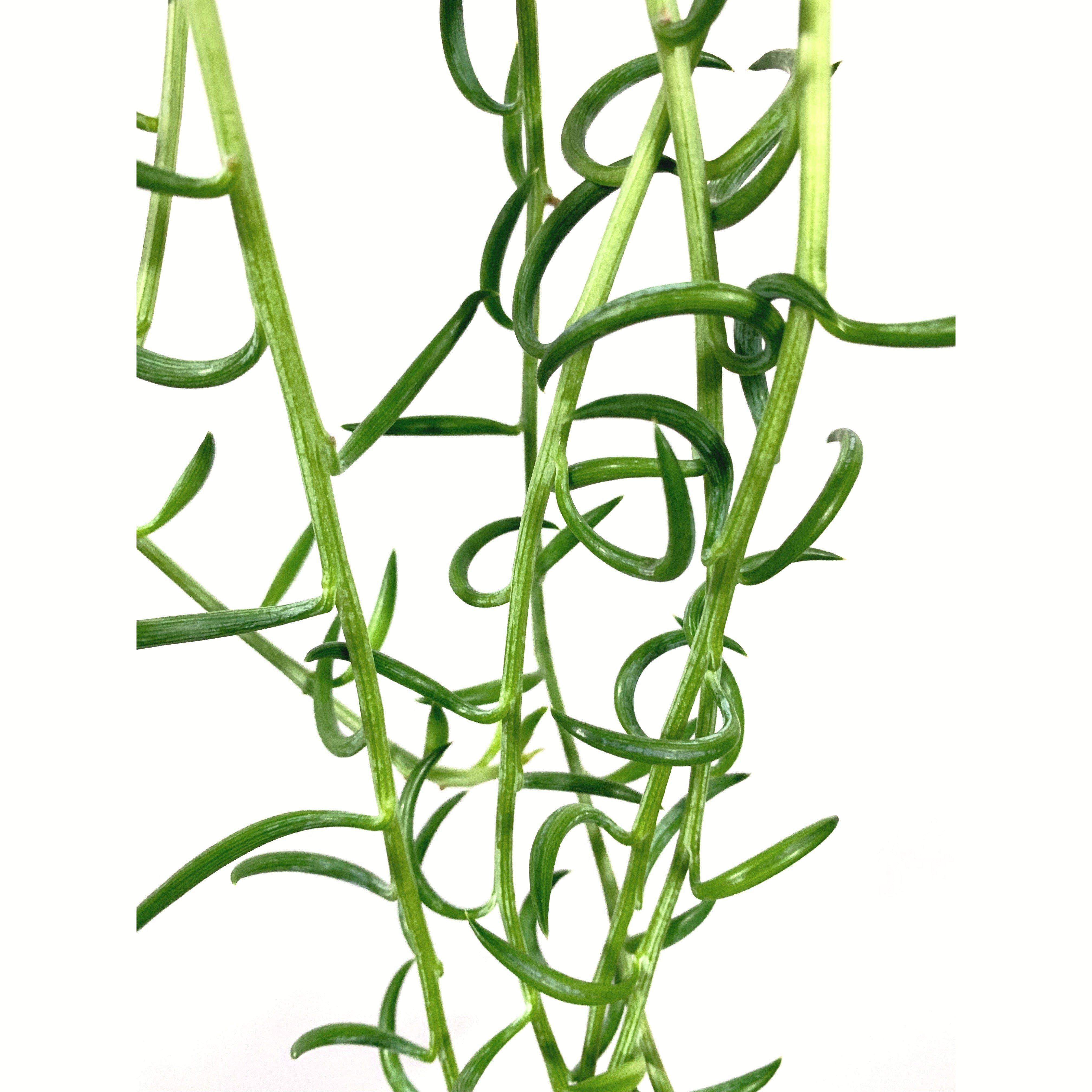 Fish Hooks - Las Selvas