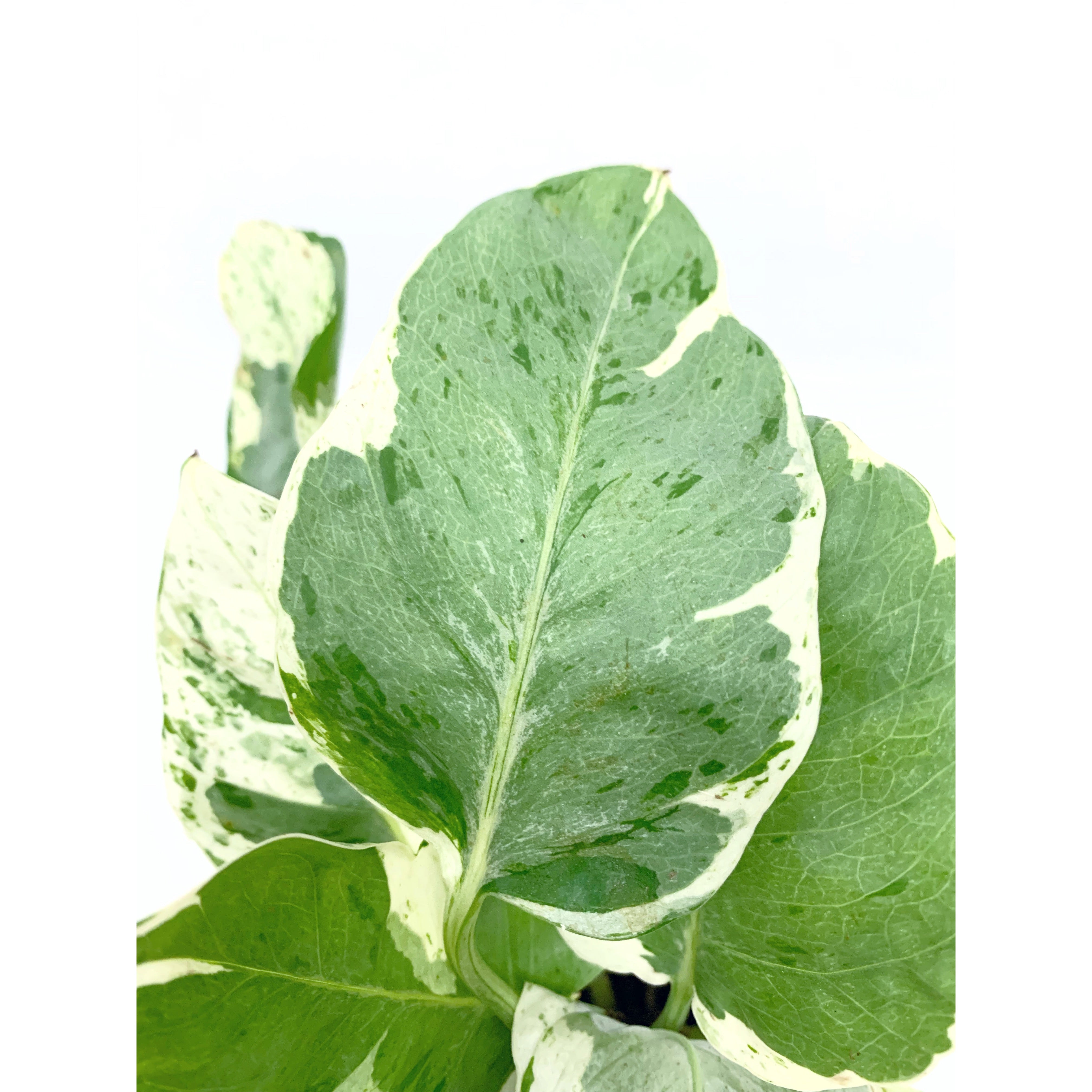 Glacier Pothos - Las Selvas