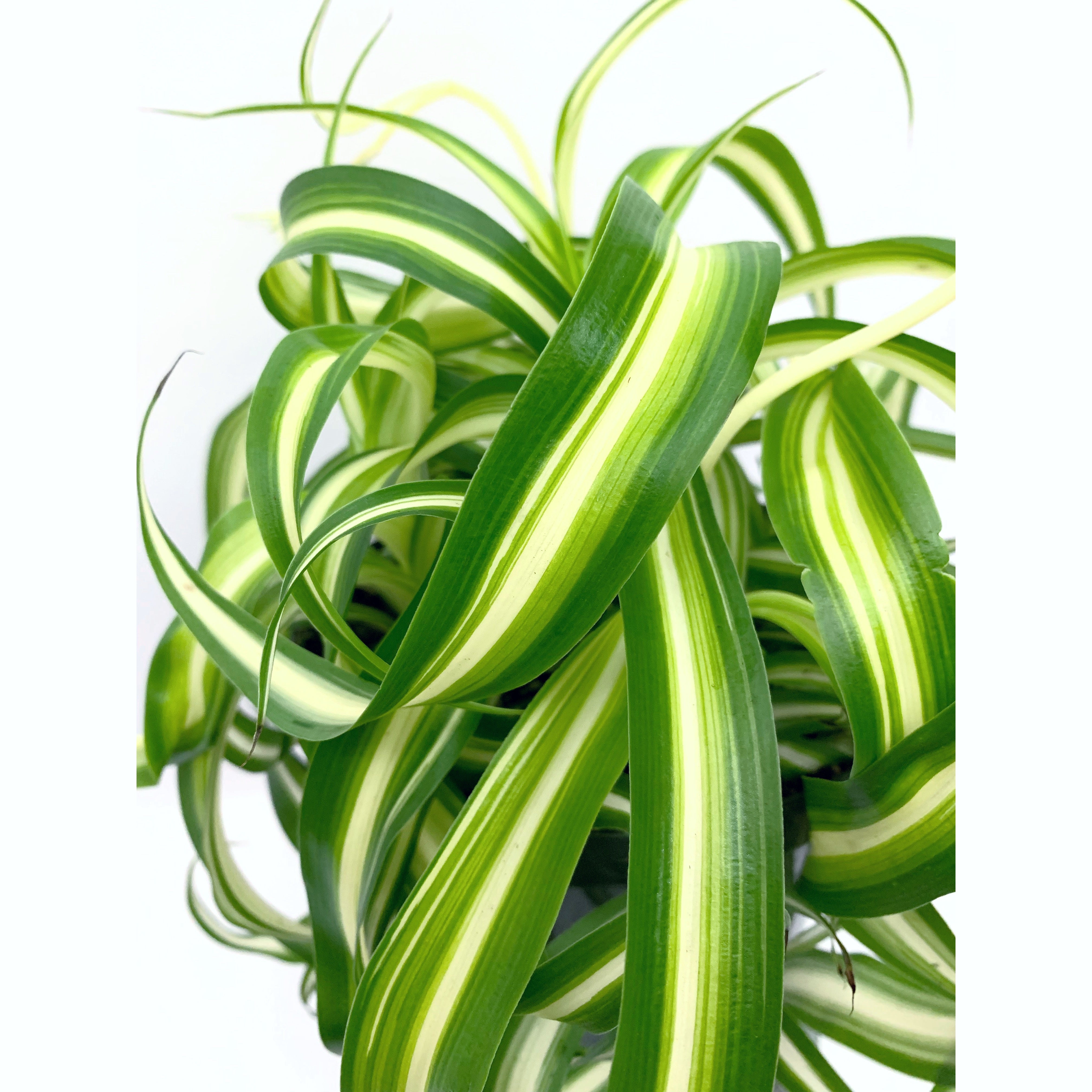 Bonnie Curly - Las Selvas