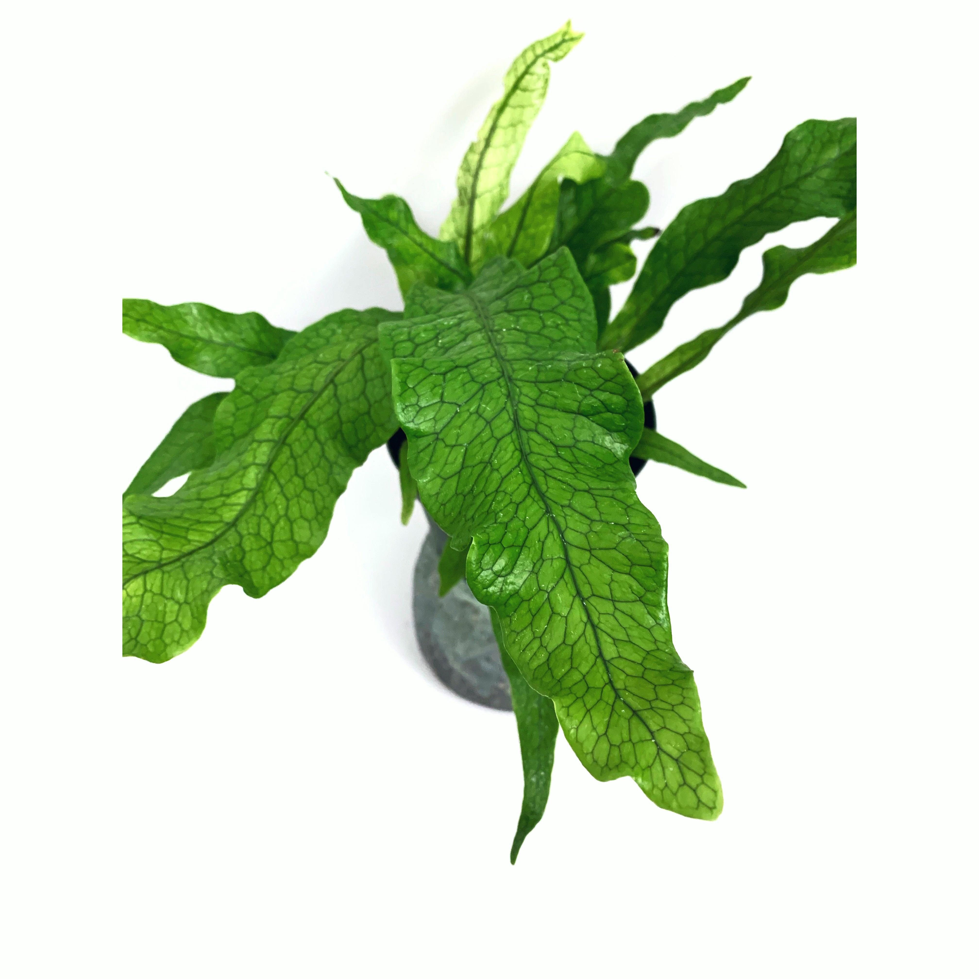 Crocodile - Las Selvas