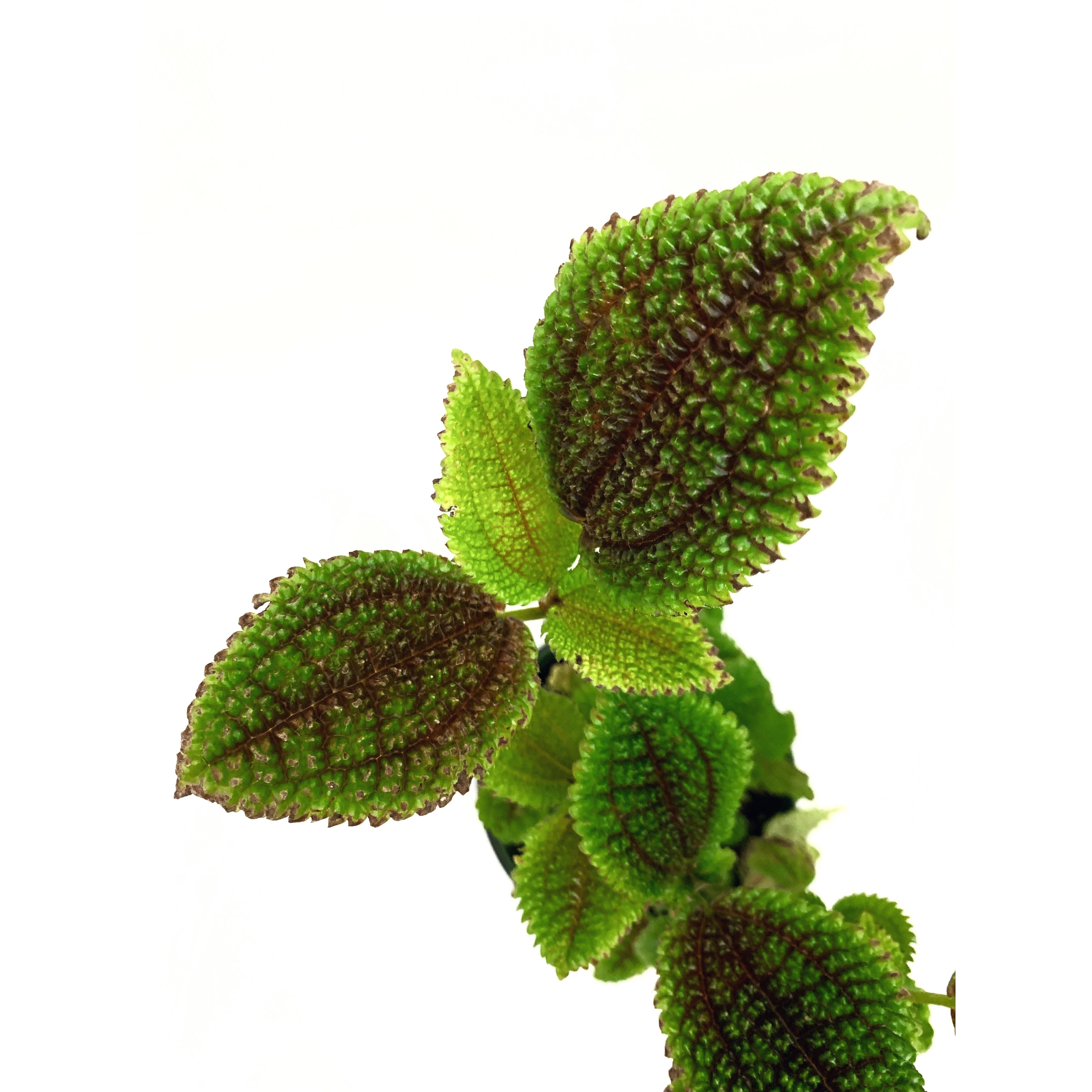 Pilea 'Friendship' - Las Selvas