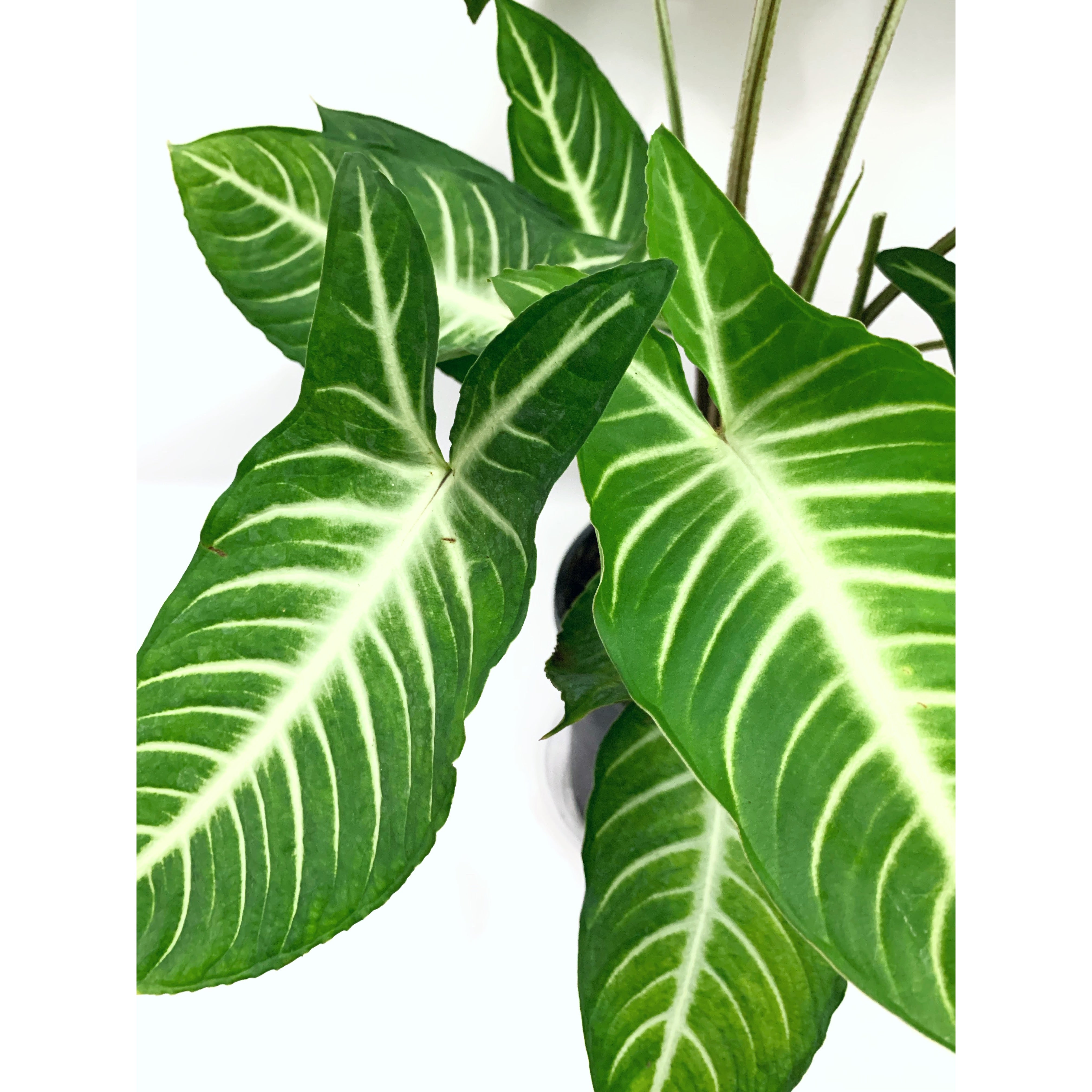 Caladium Lindenii - Las Selvas