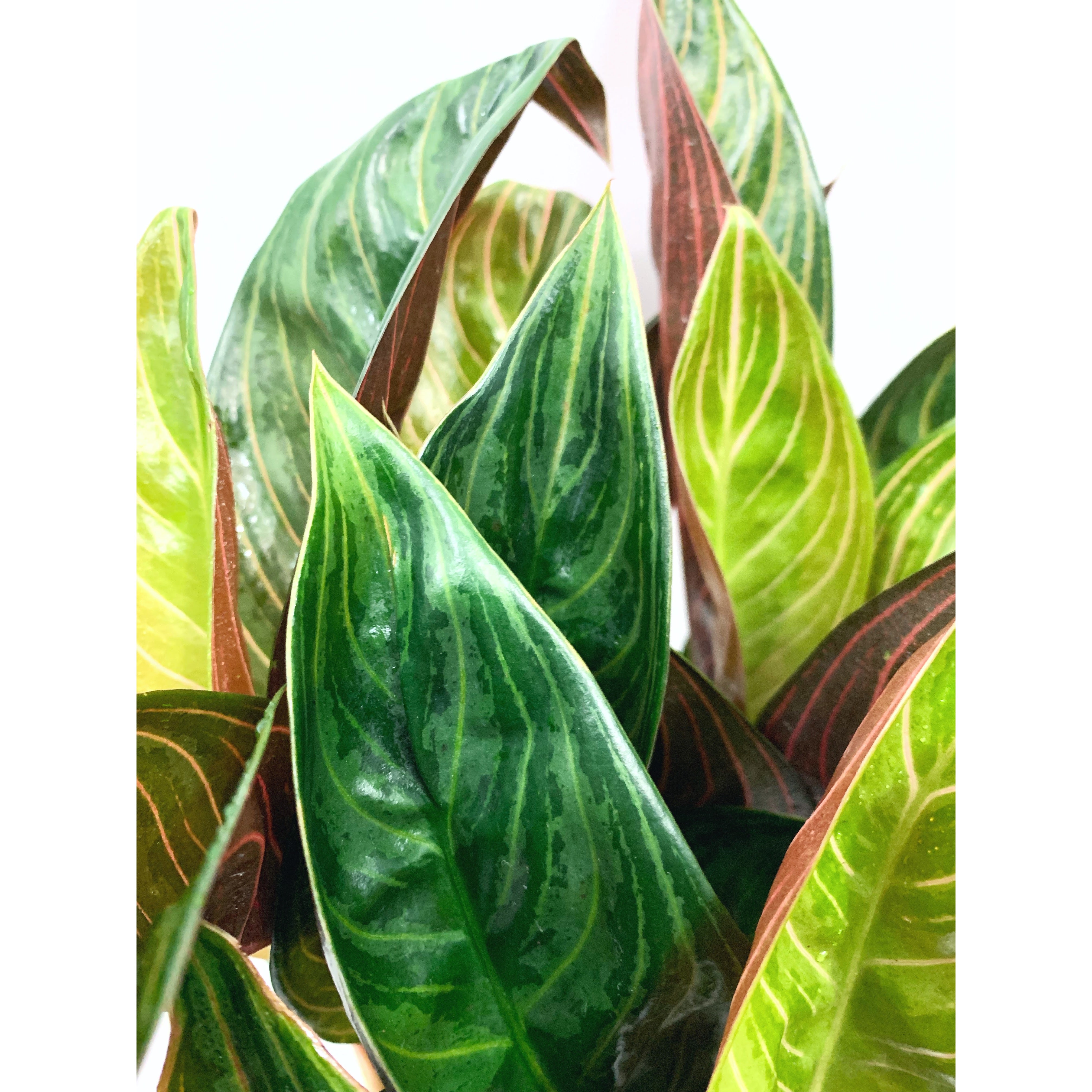 Chocolate 'Agl' - Las Selvas